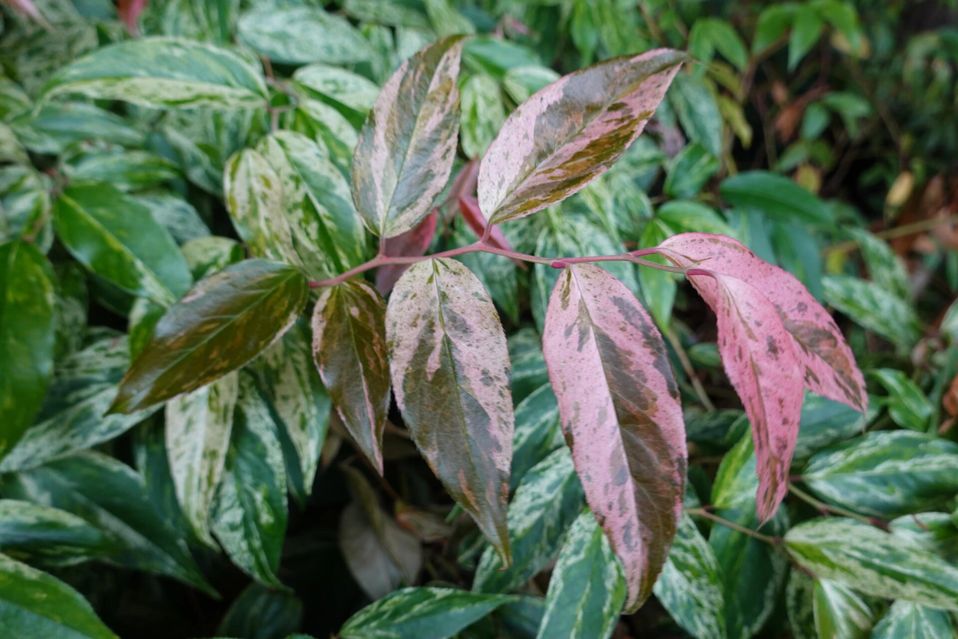 Leucothoe Fontanesiana rainbow