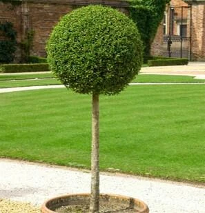 LIGUSTRUM jonandrum