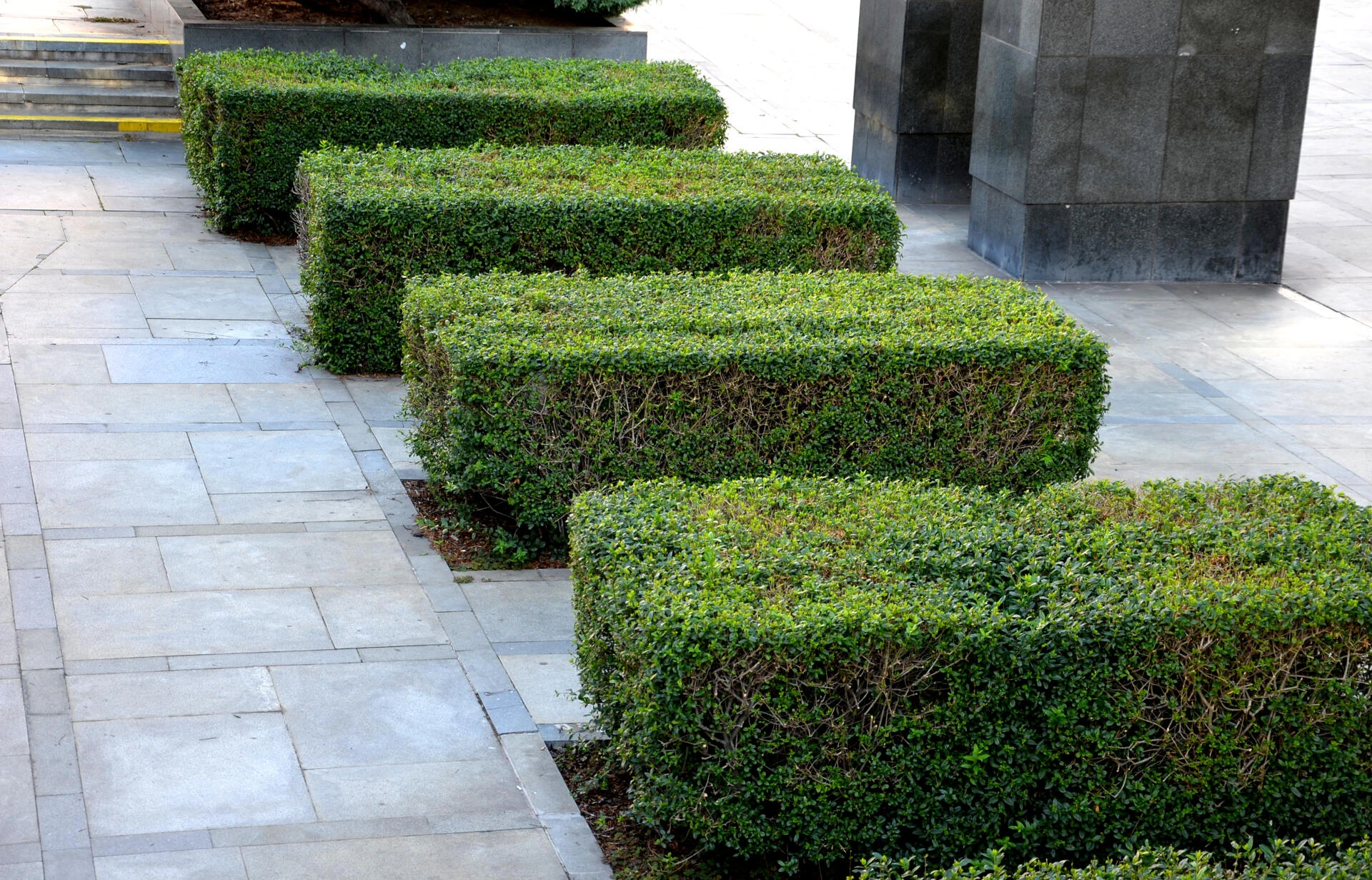 LIGUSTRUM ovalifolium