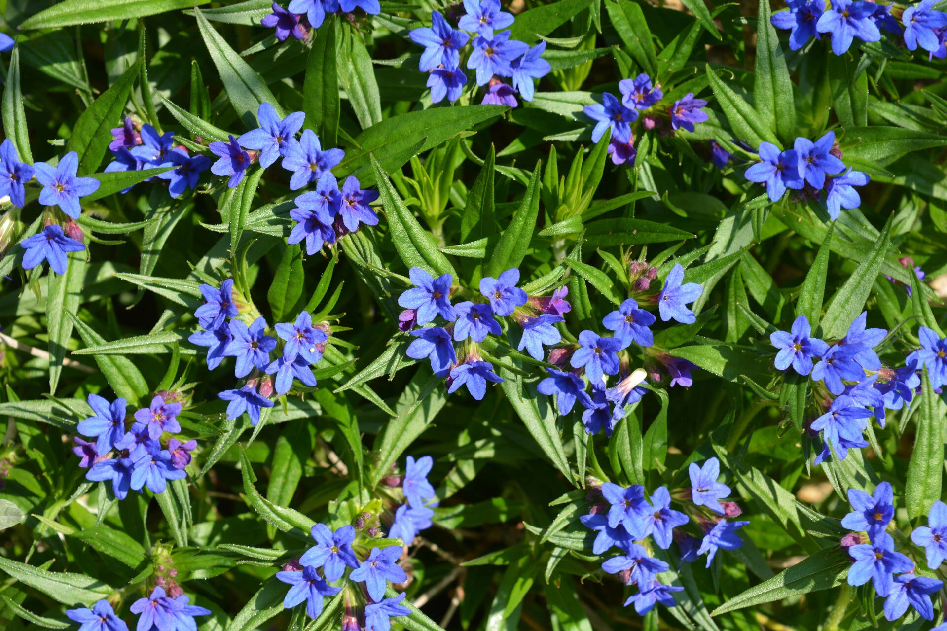 LITHODORA diffusa ‘Heavenly Blue