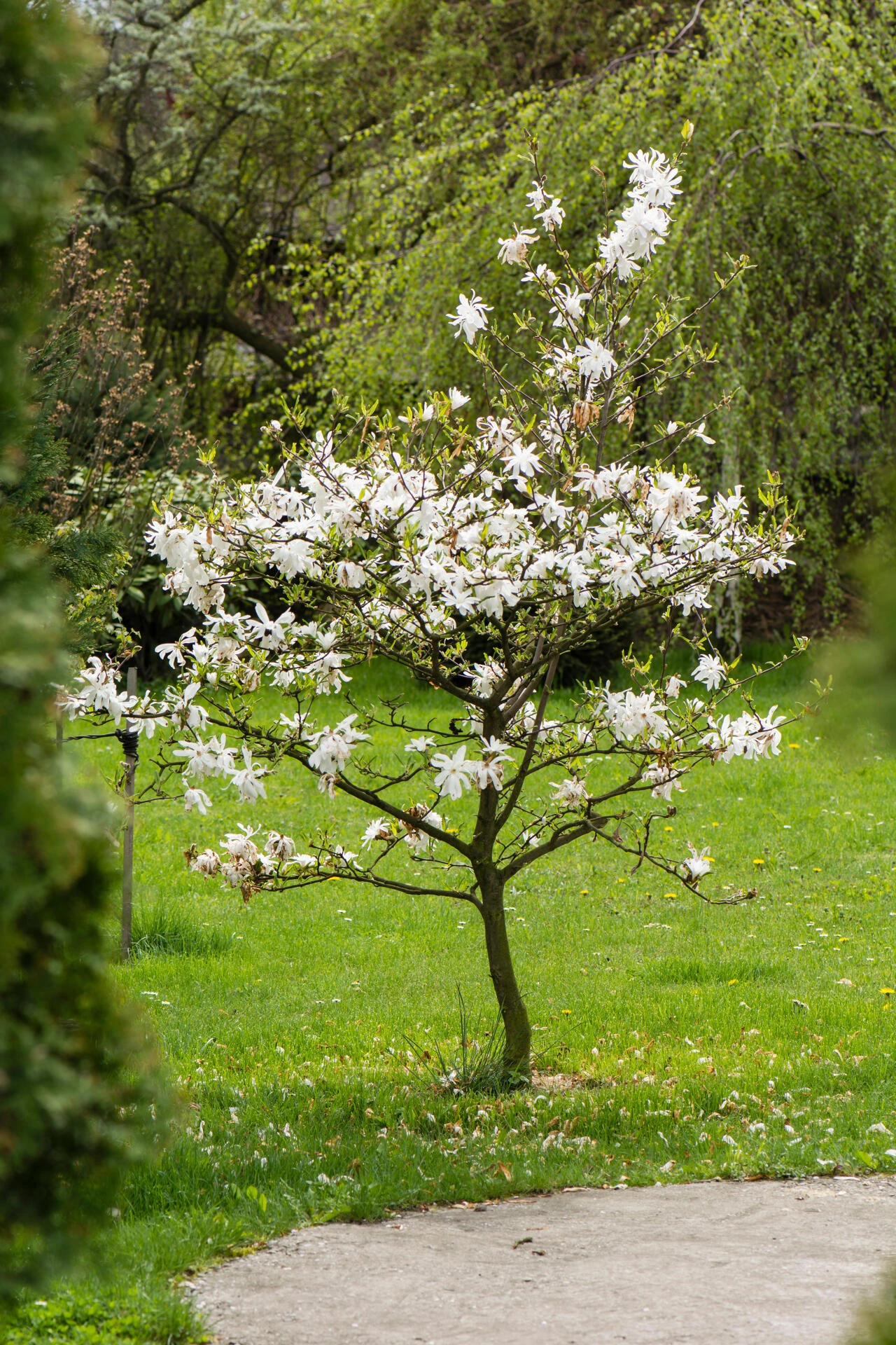 MAGNOLIA stellata