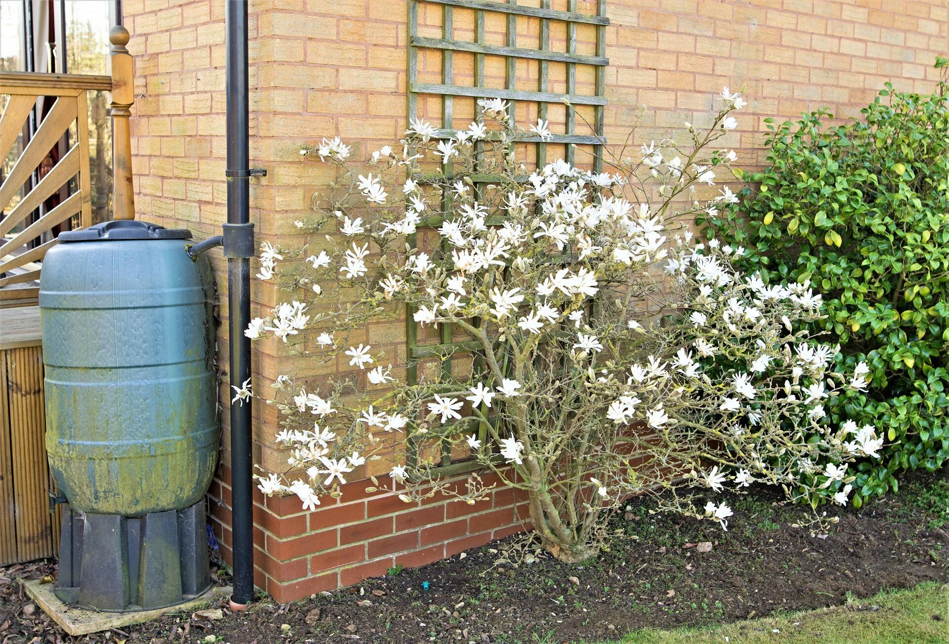 MAGNOLIA stellata