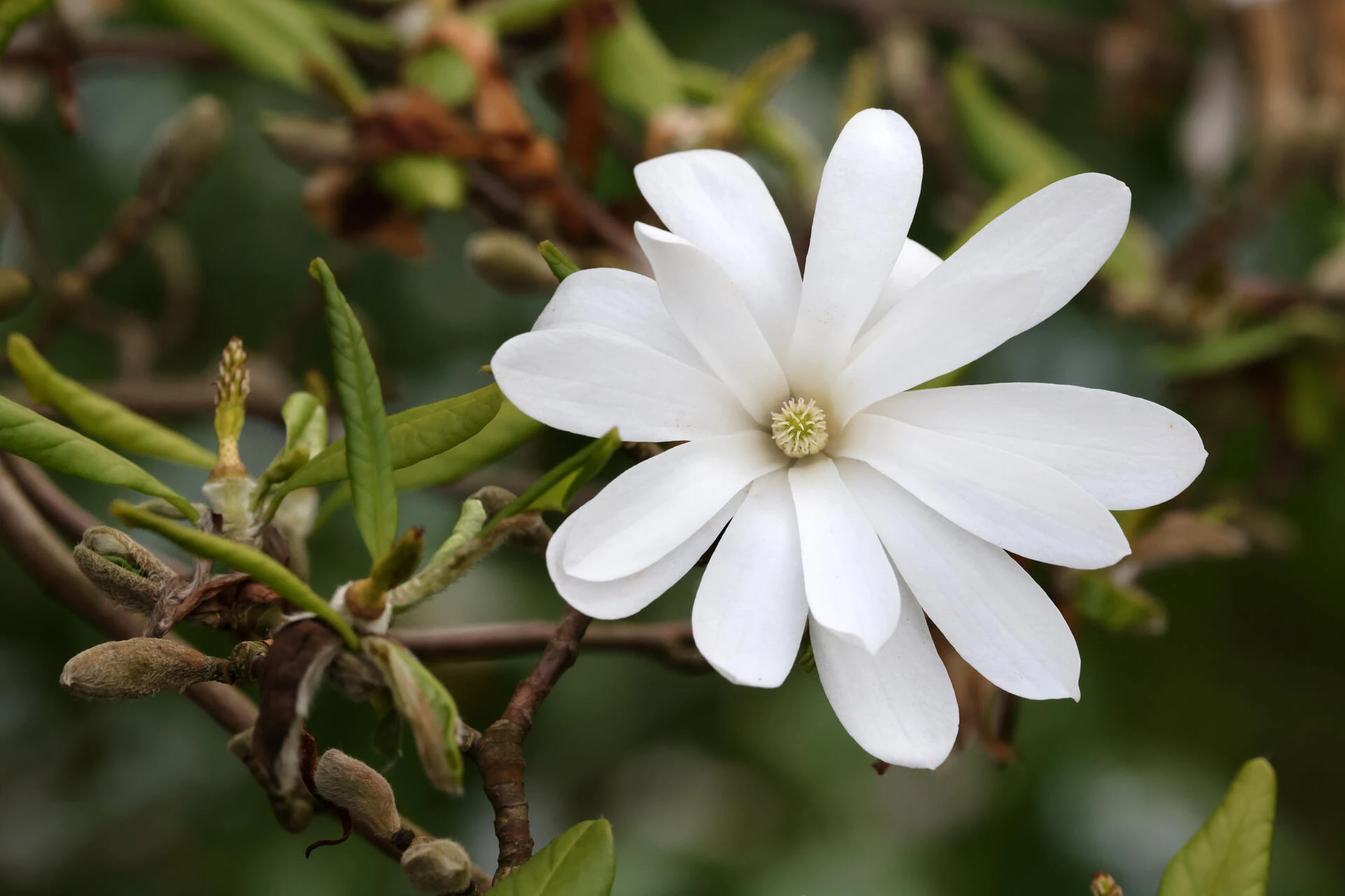 MAGNOLIA stellata