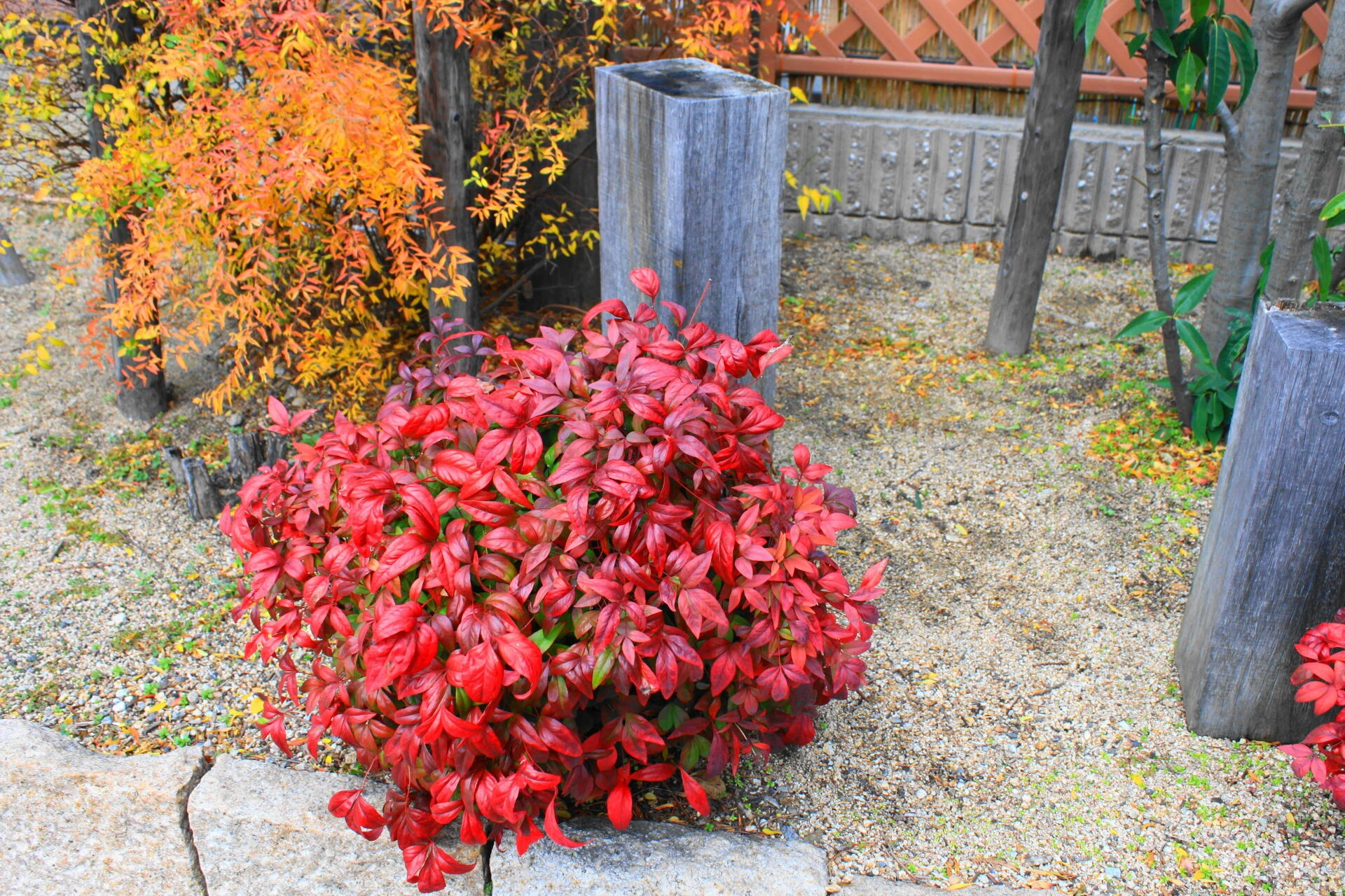 NANDINA domestica