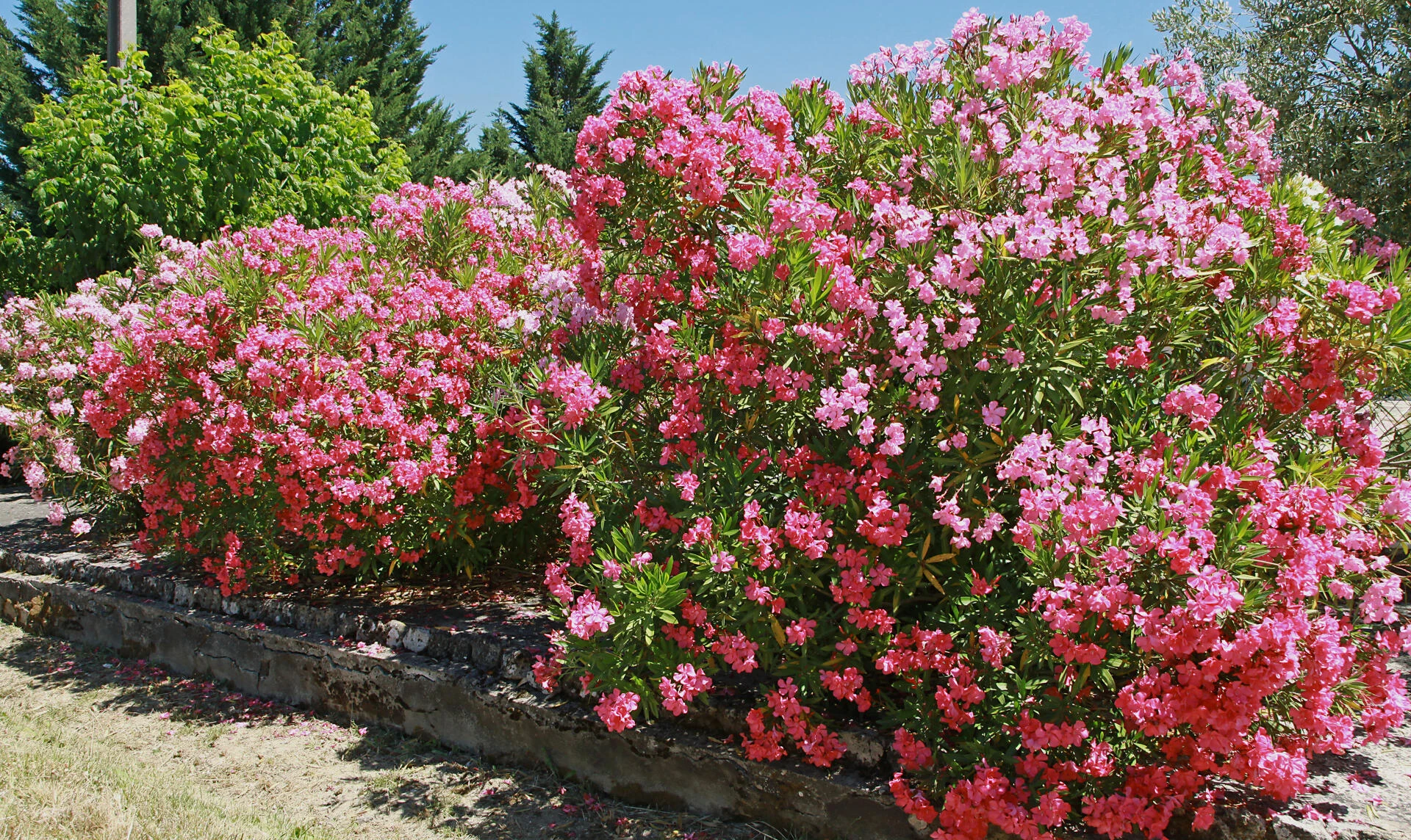 NERIUM oleander