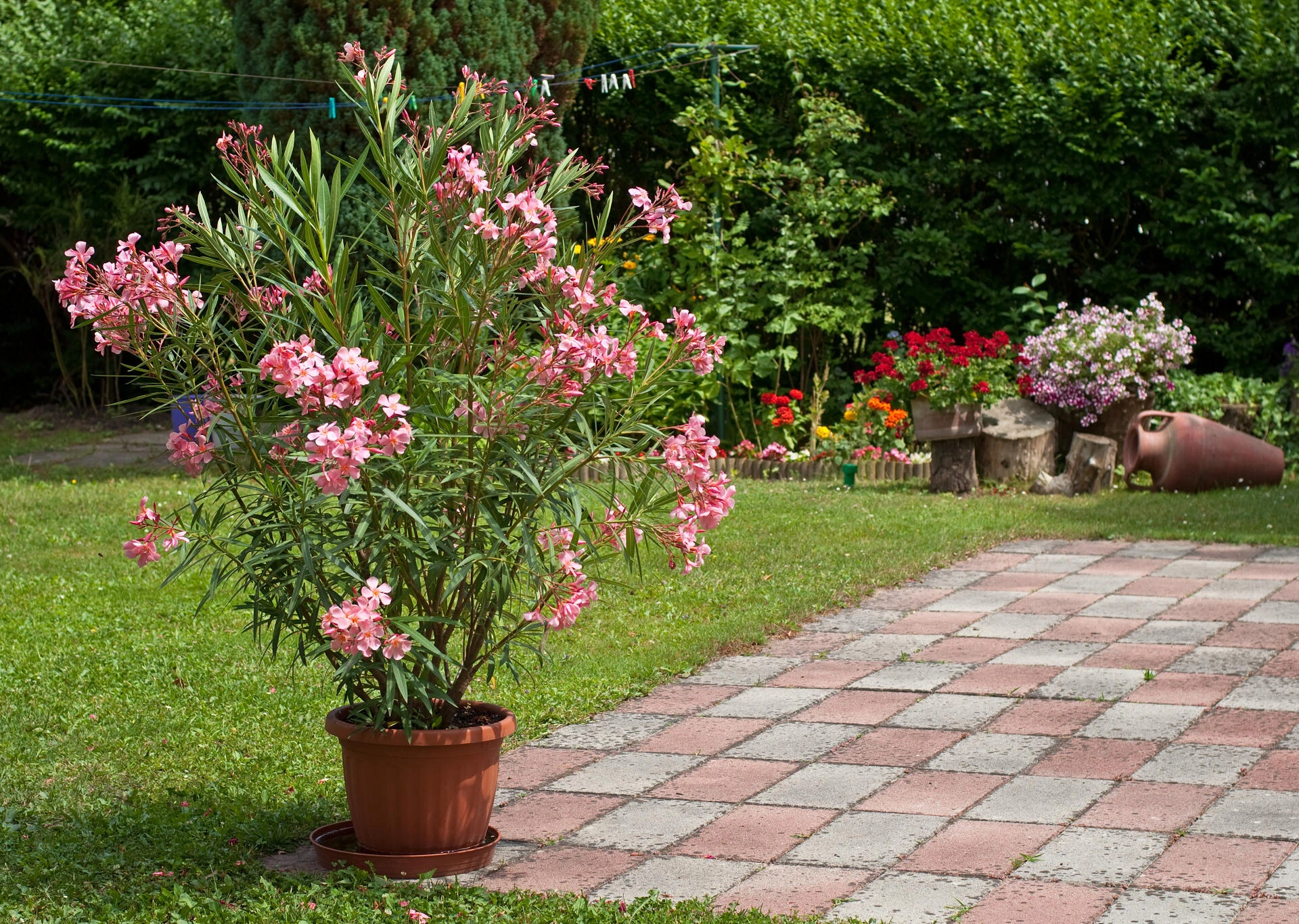 NERIUM oleander