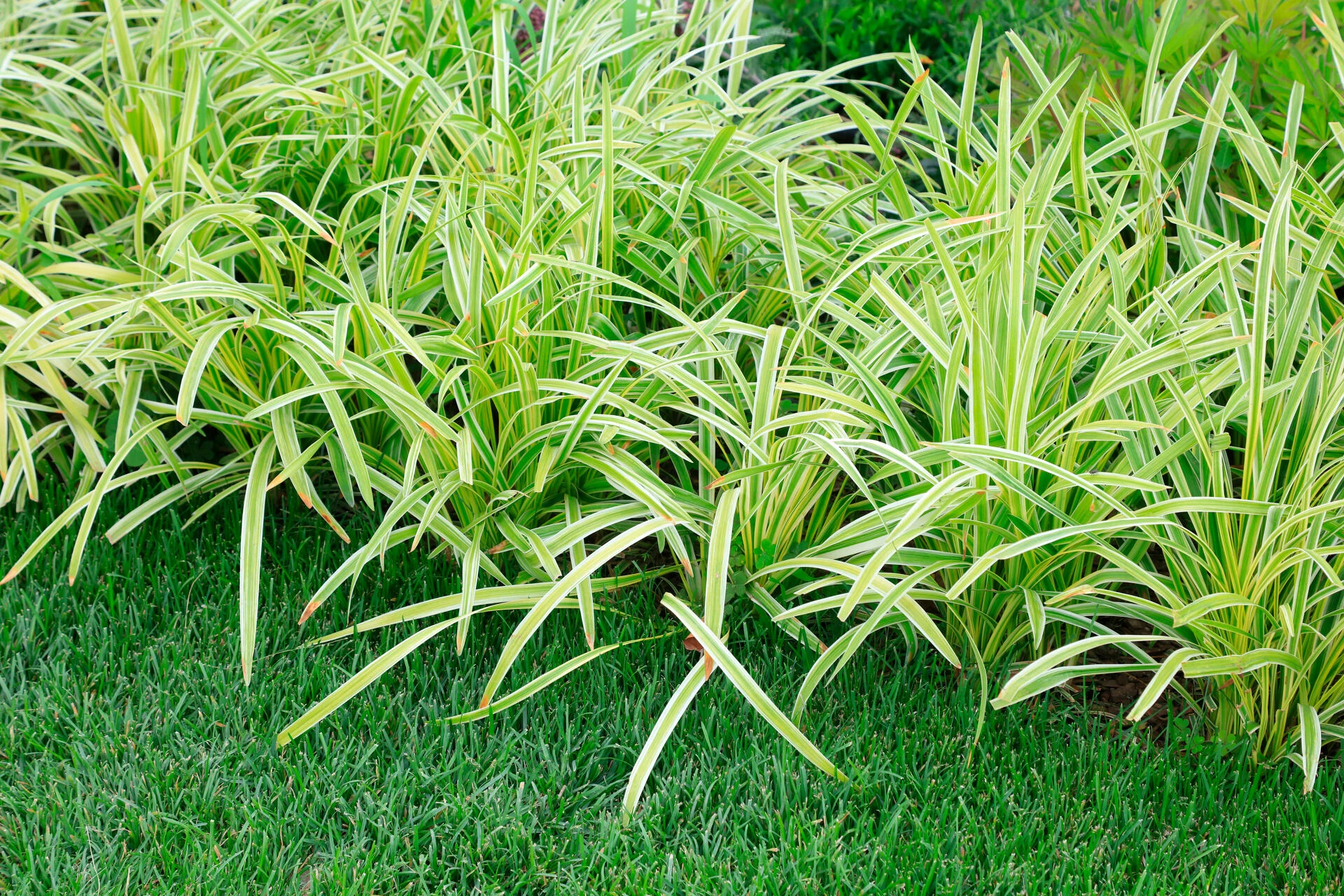 OPHIOPOGON JAPONICUS