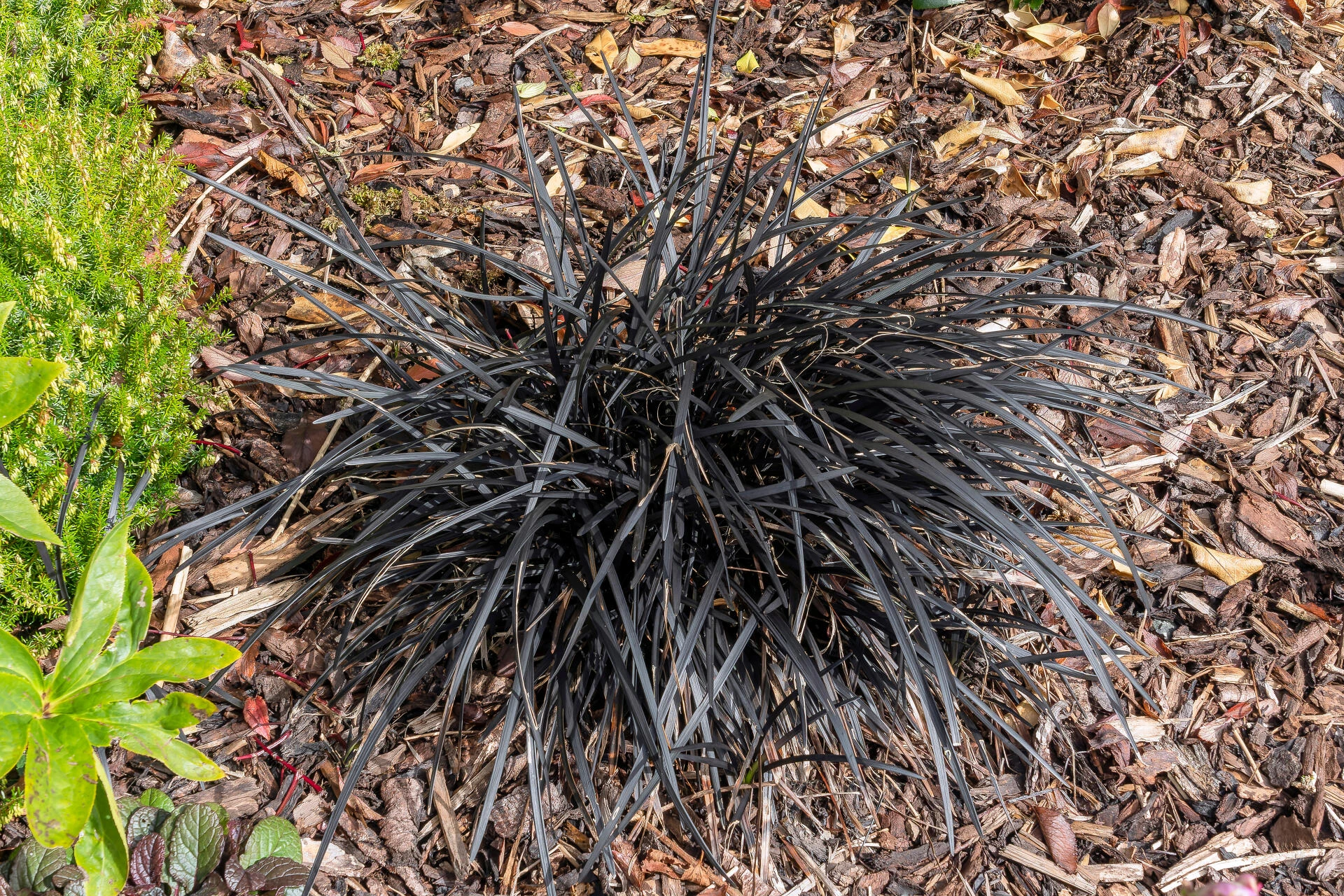 OPHIOPOGON planiscapus