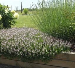 PARAHEBE  ‘Kenty Pink'