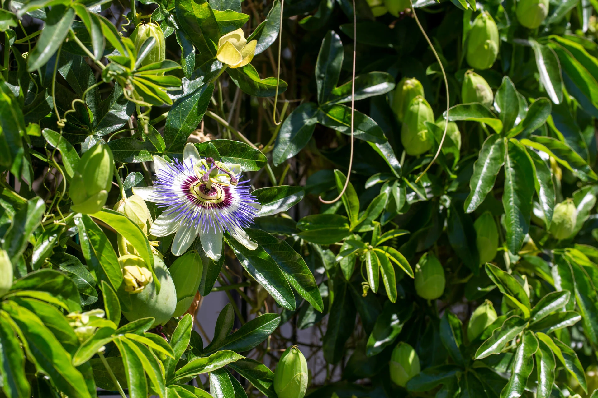 PASSIFLORA caerulea