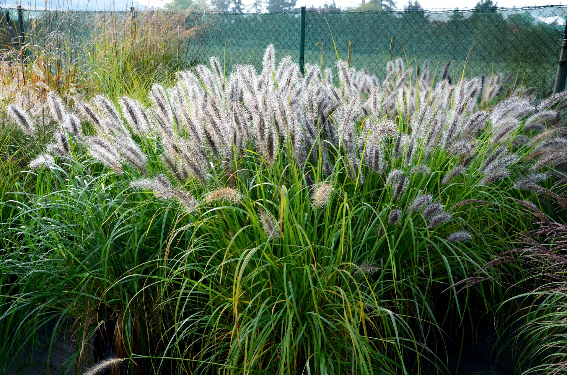PENNISETUM alopecuroides ‘Hameln’