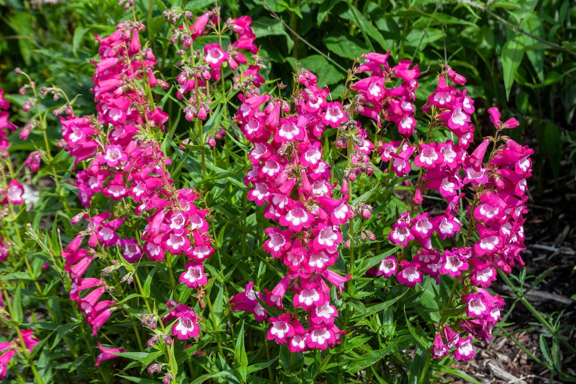 PENSTEMON ‘Southgate Gem’