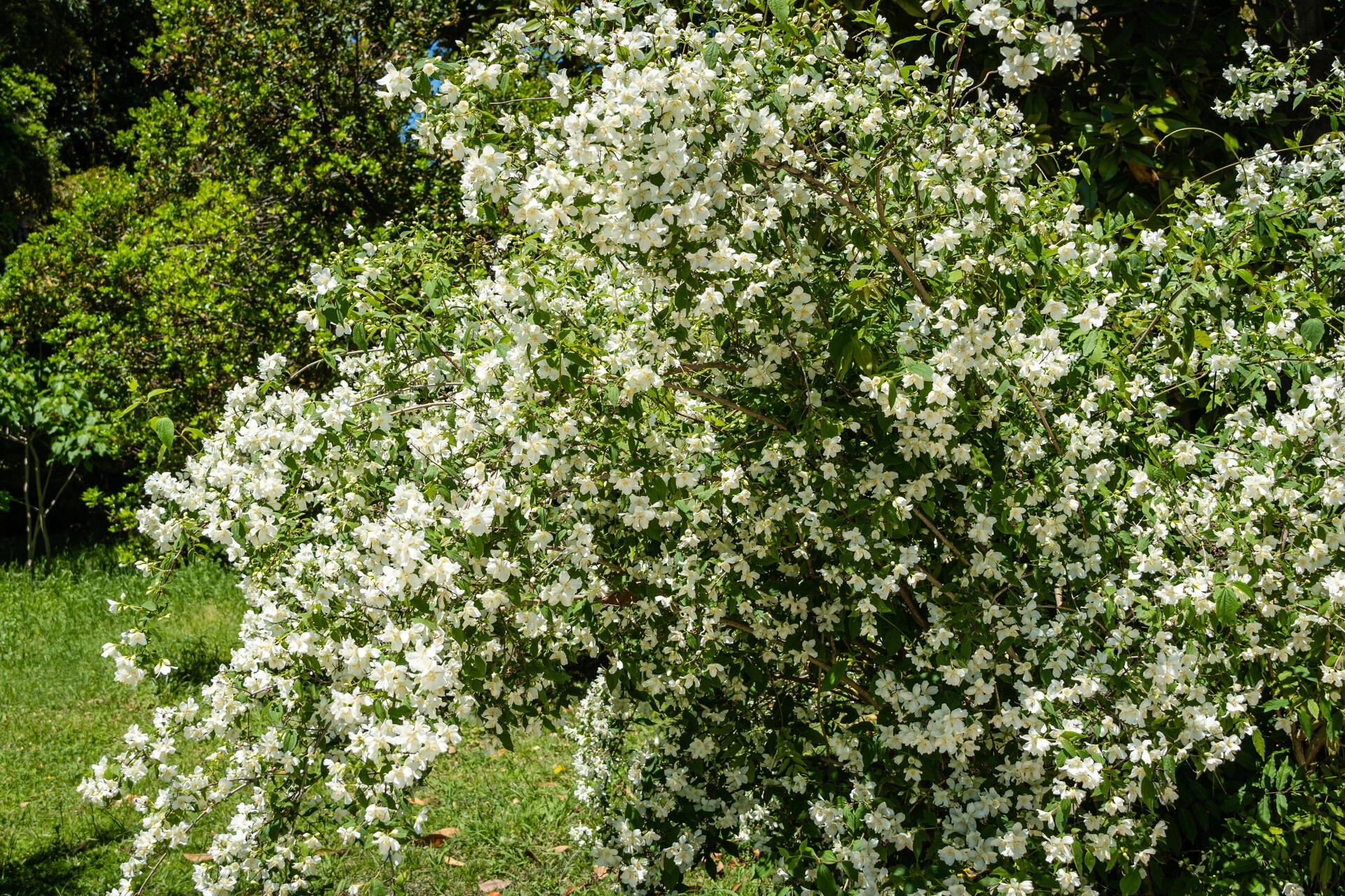 PHILADELPHUS coronarius