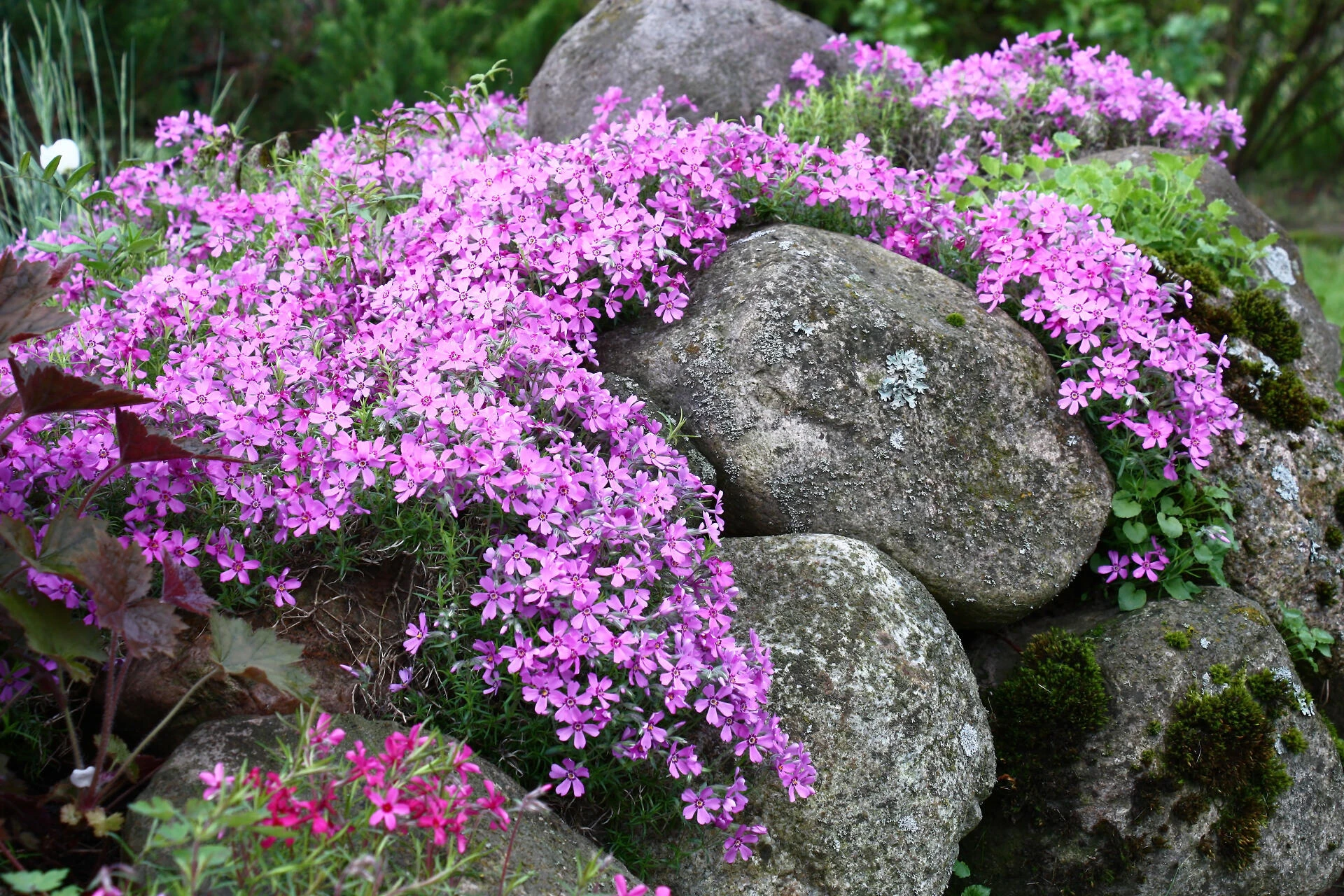 PHLOX subulata