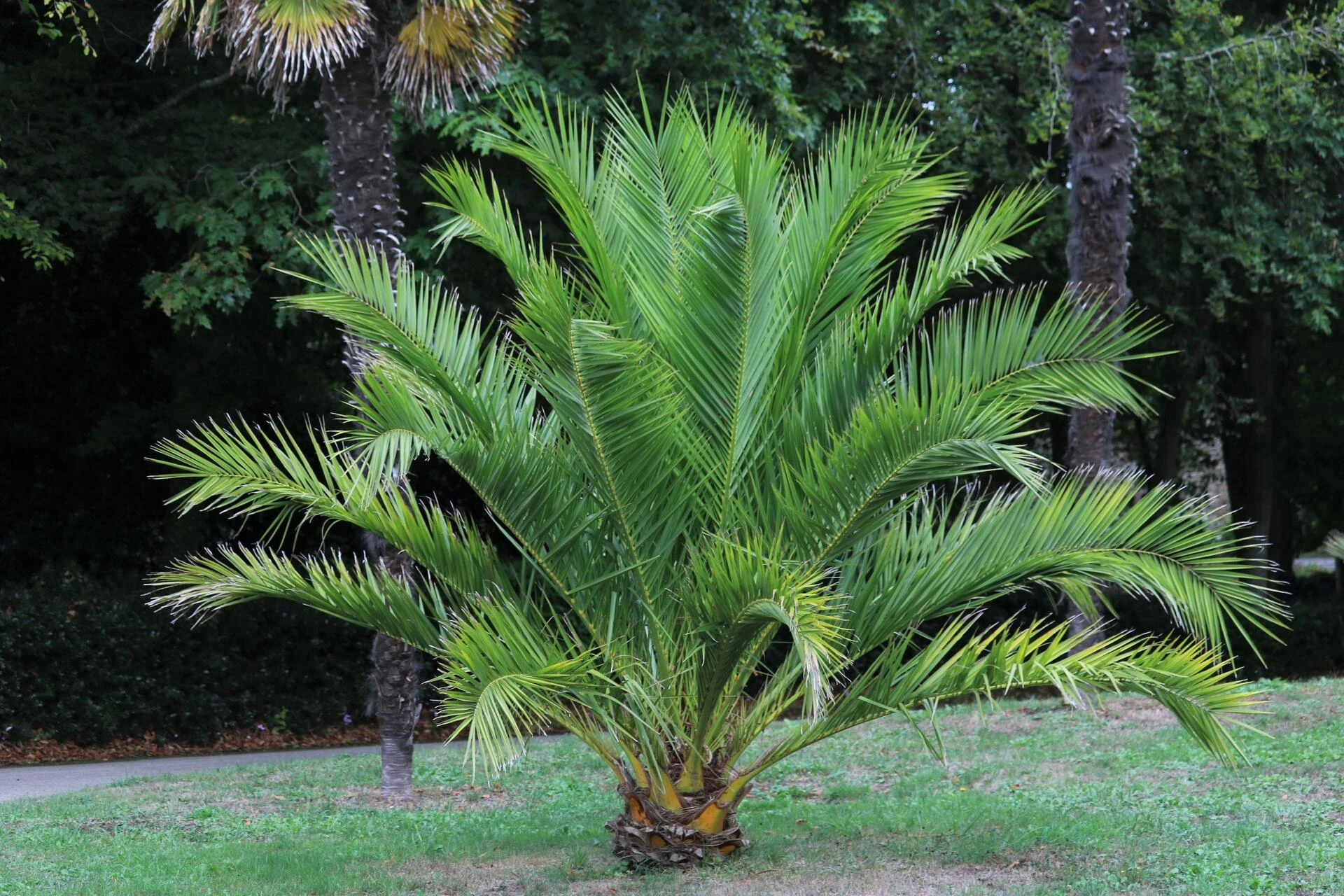 PHOENIX canariensis