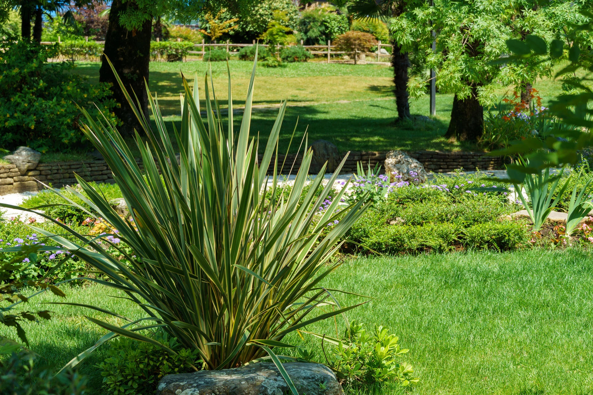 PHORMIUM tenax