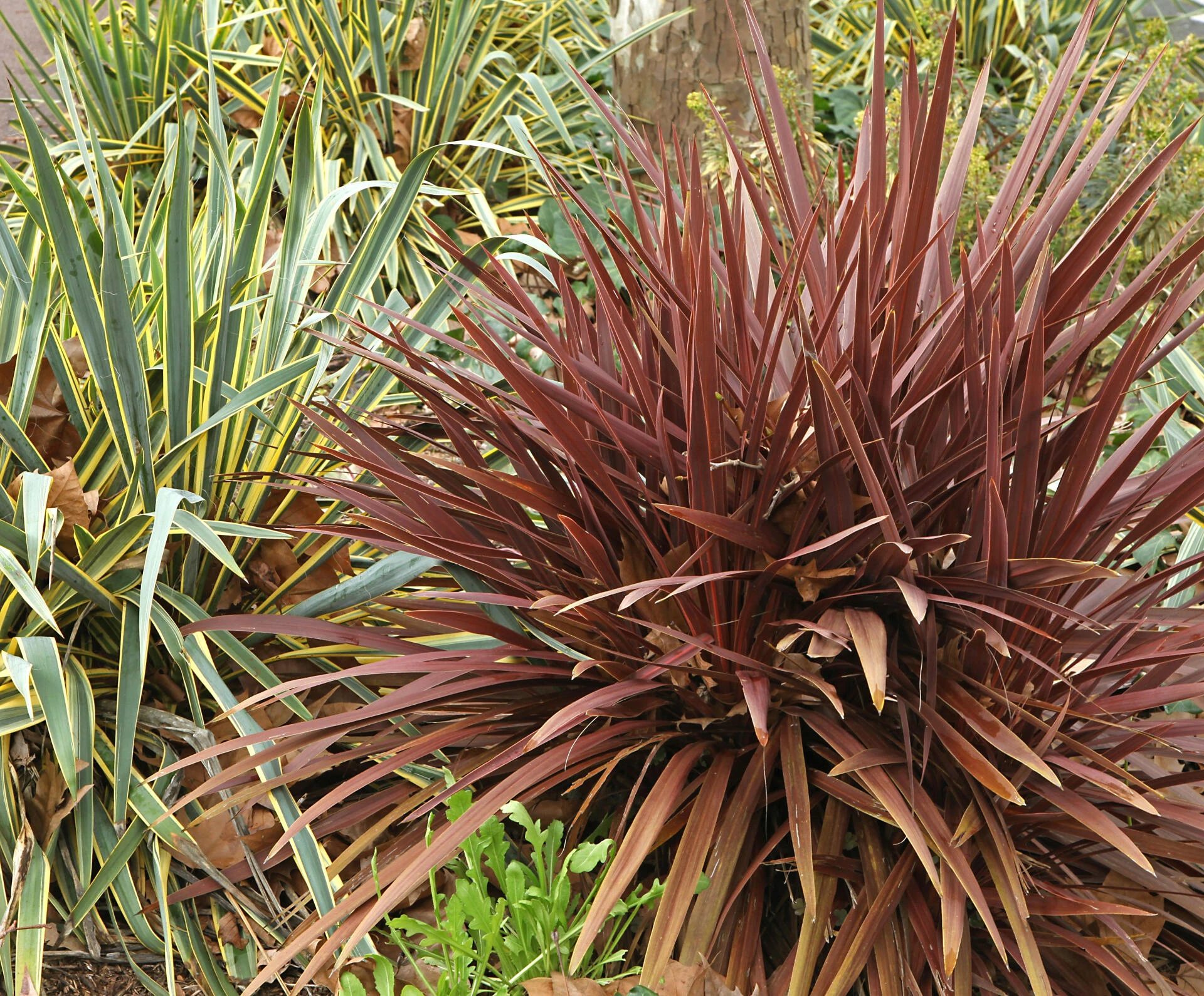 PHORMIUM tenax