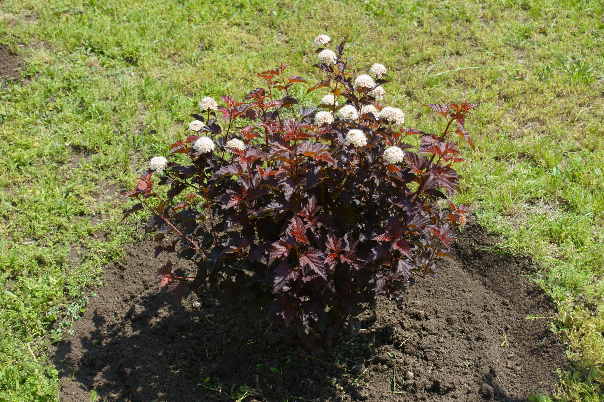 PHYSOCARPUS opulifolius