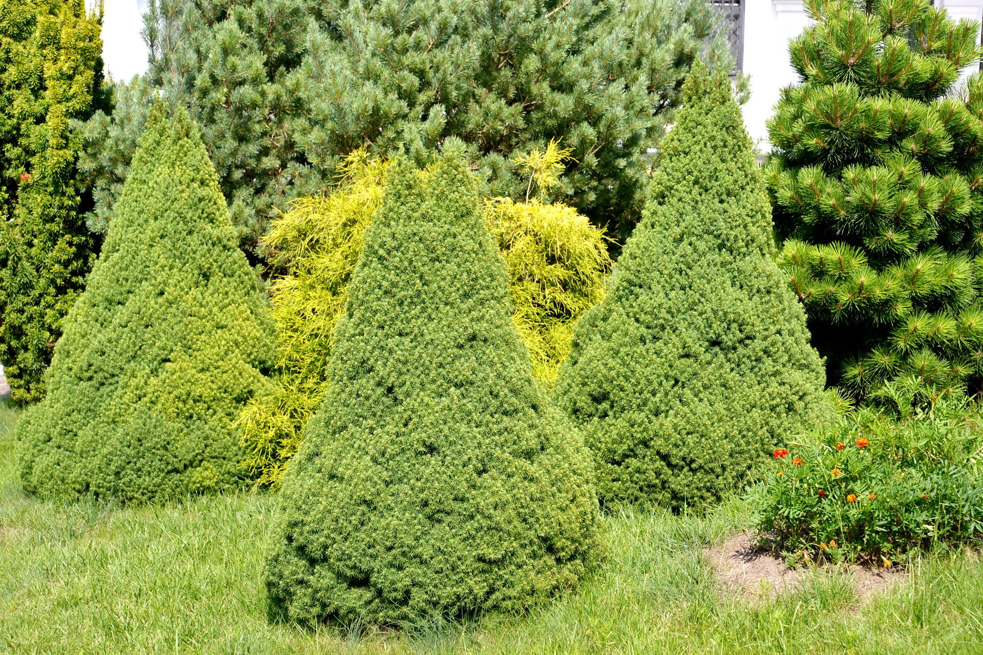PICEA glauca ‘Conica'