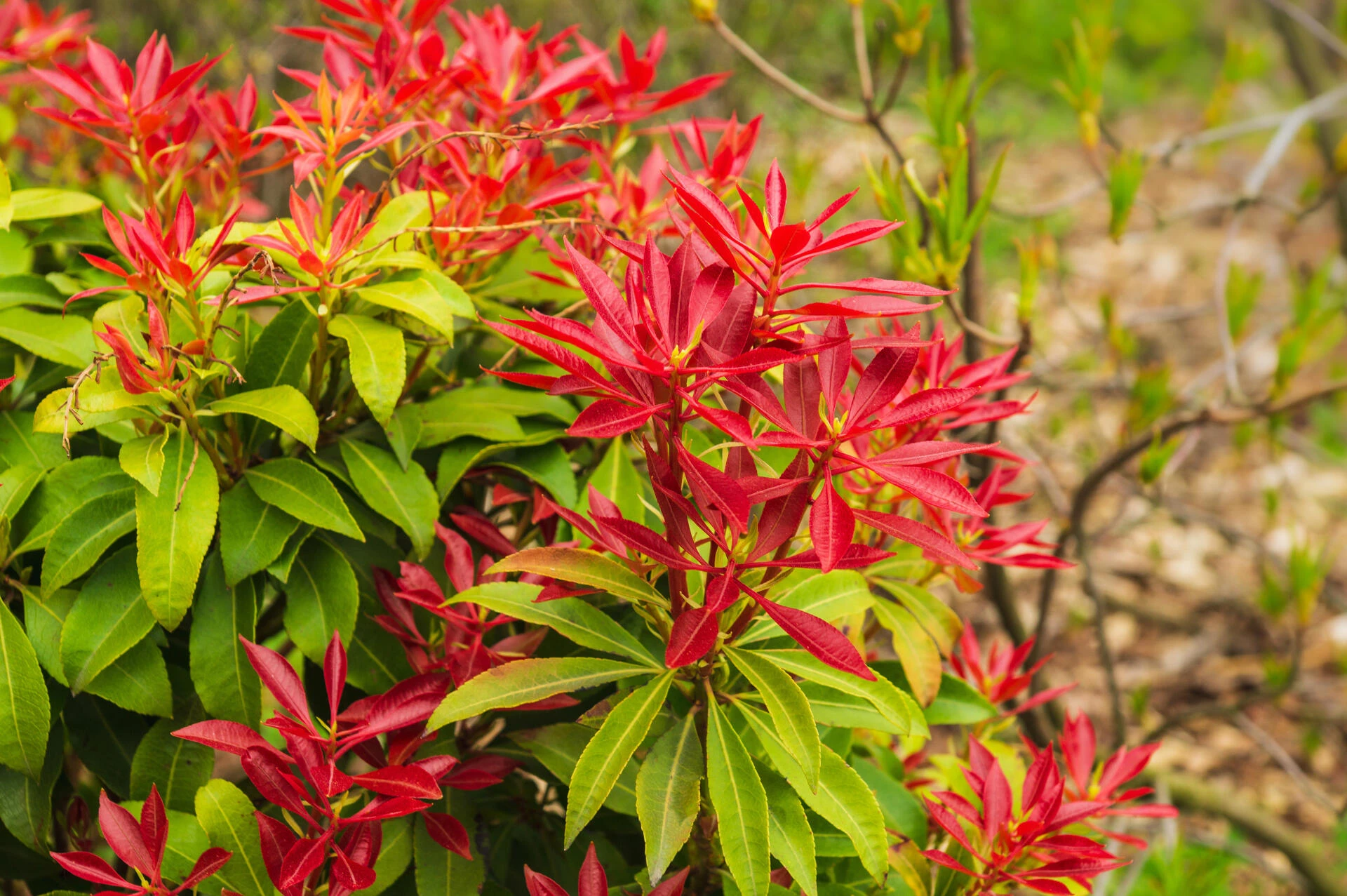 PIERIS japonica