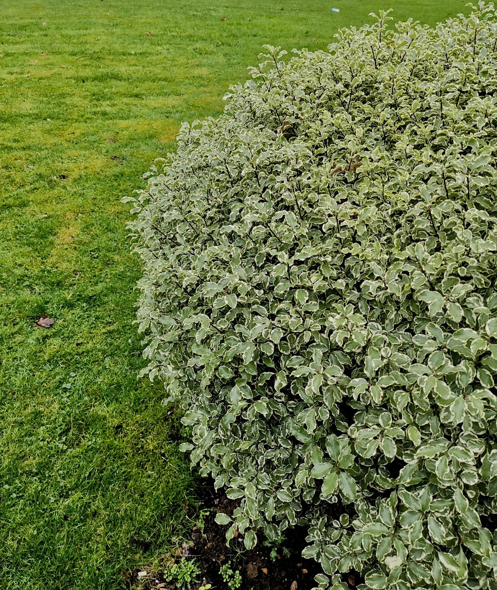 PITTOSPORUM tenuifolium