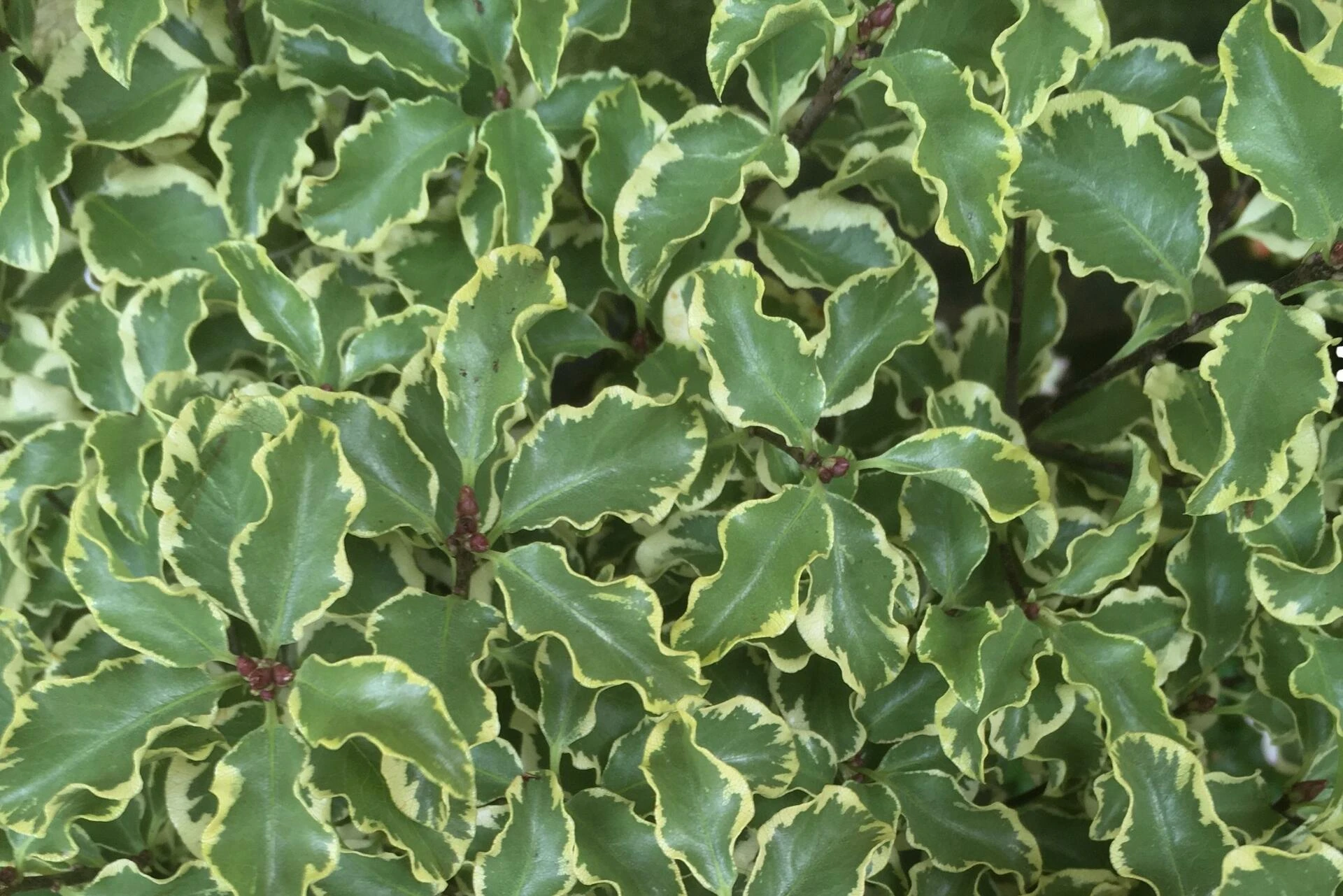 PITTOSPORUM tenuifolium