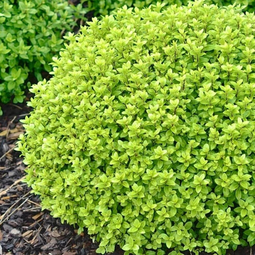 pittosporum tenuifolium 'Midget'