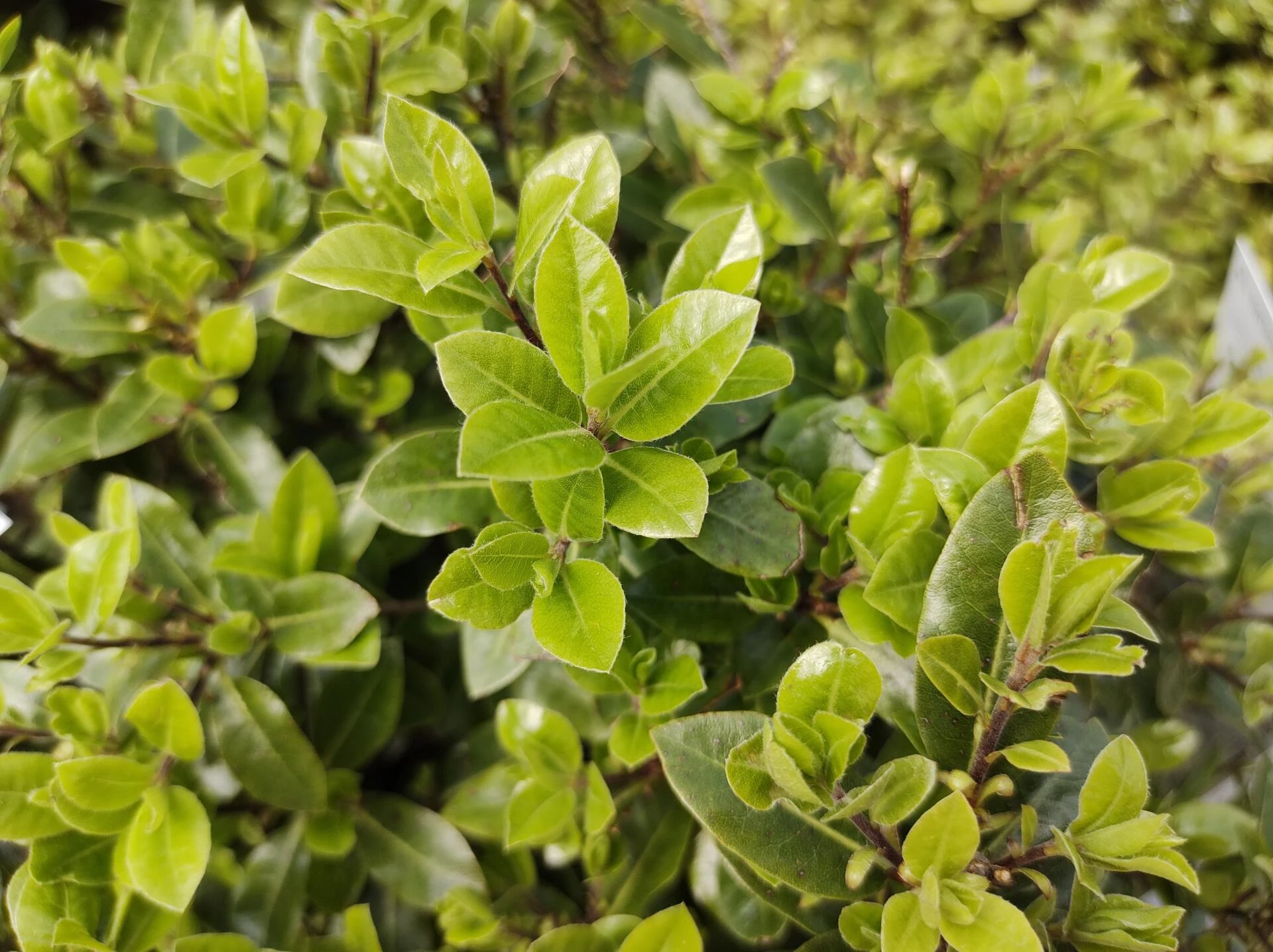 pittosporum tenuifolium 'Midget'