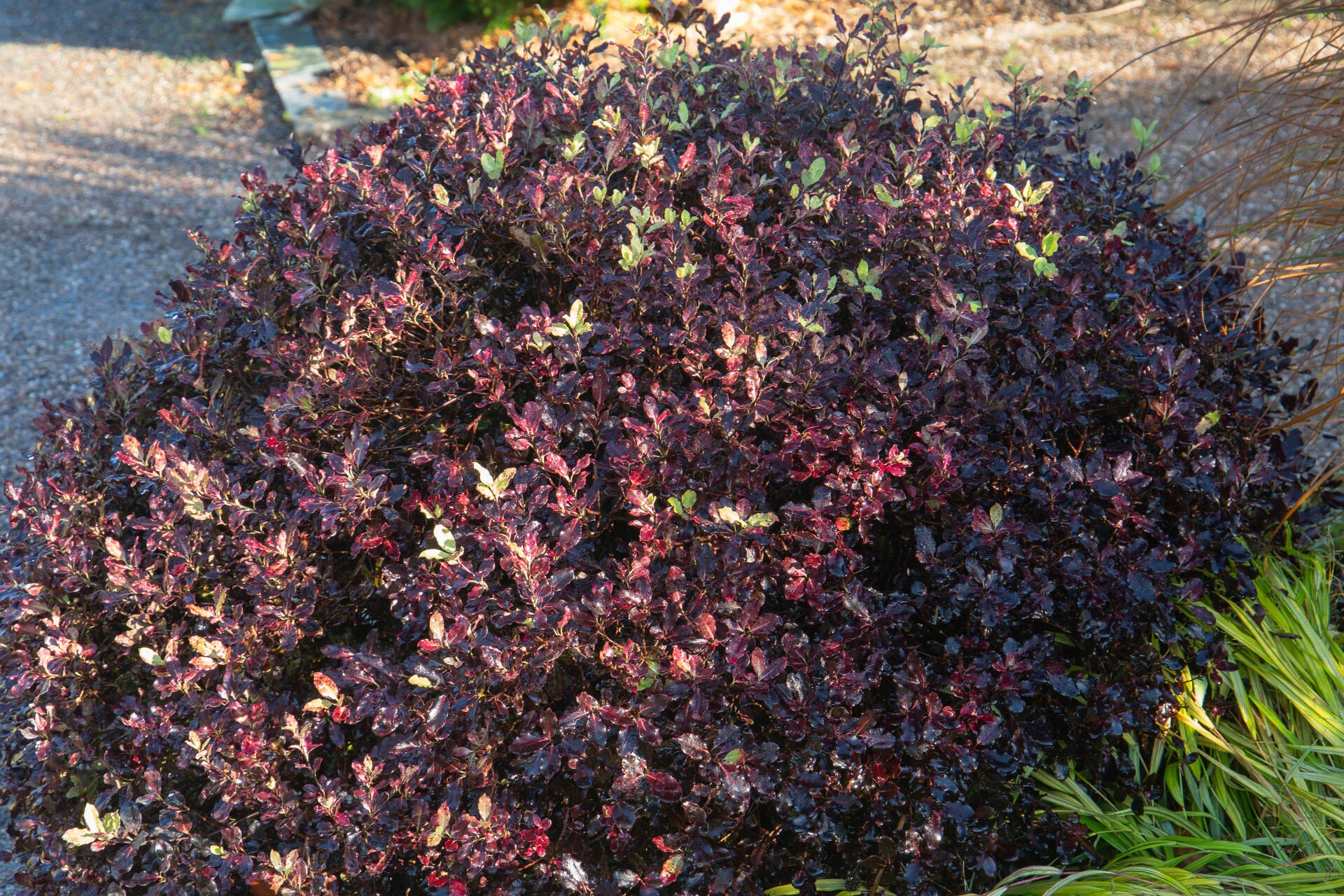 PITTOSPORUM tenuifolium ’ Purpureum’