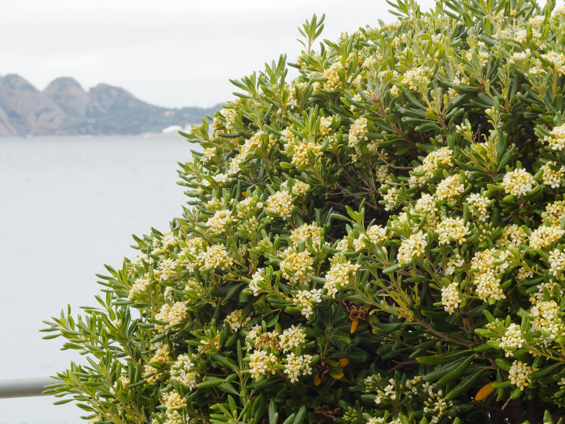 PITTOSPORUM tobira