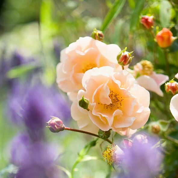 Plantation rosier Calizia