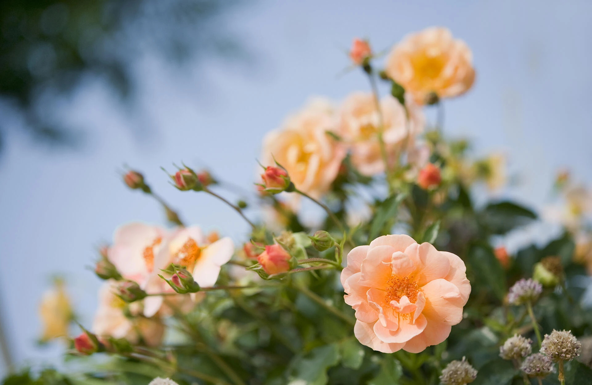 Plantation rosier Calizia