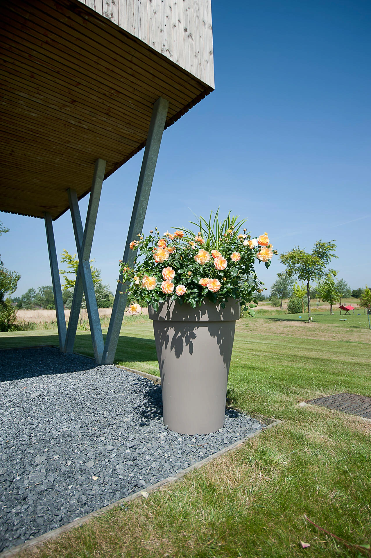 Plantation rosier Calizia en pot