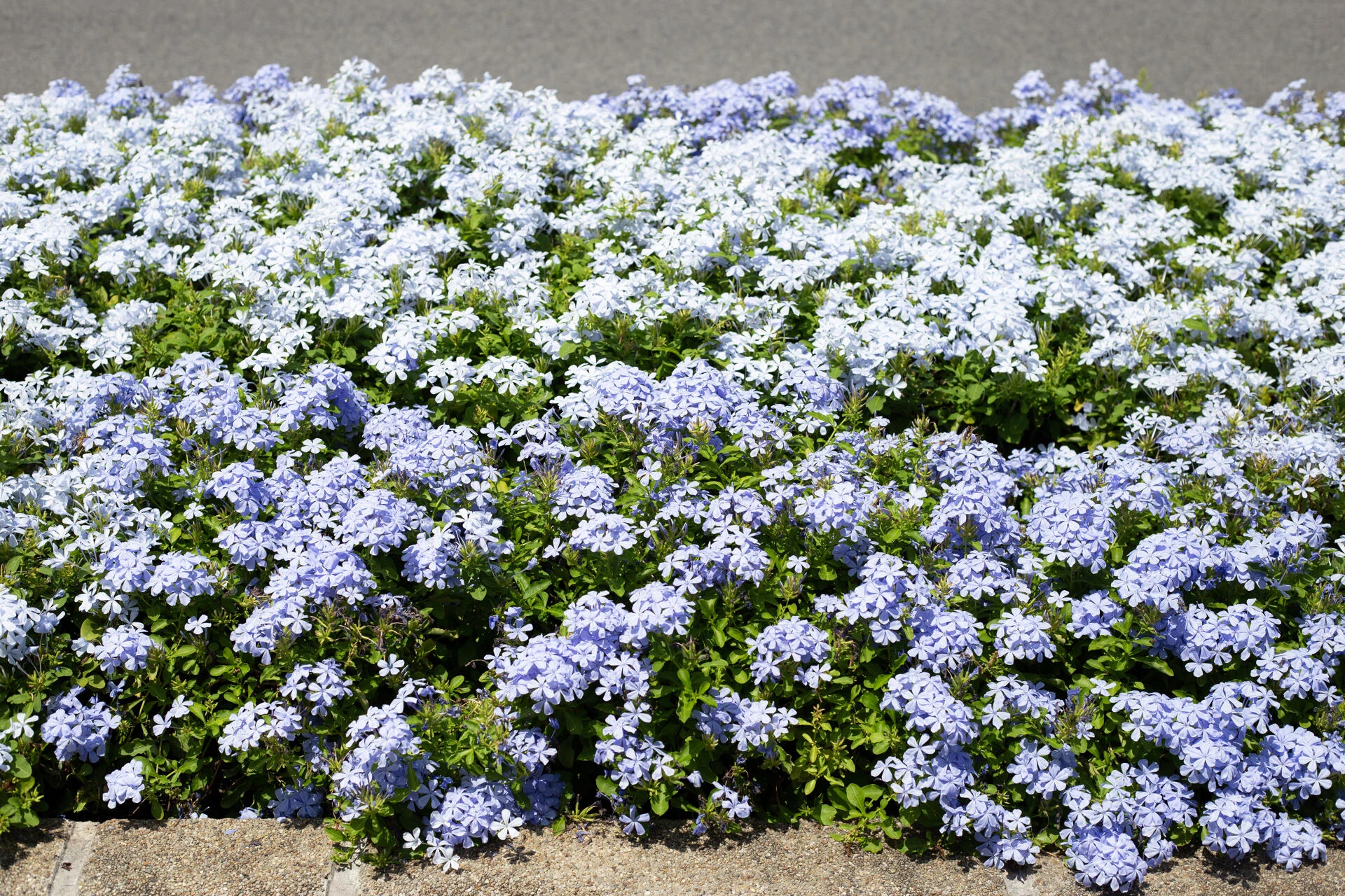 PLUMBAGO auriculata