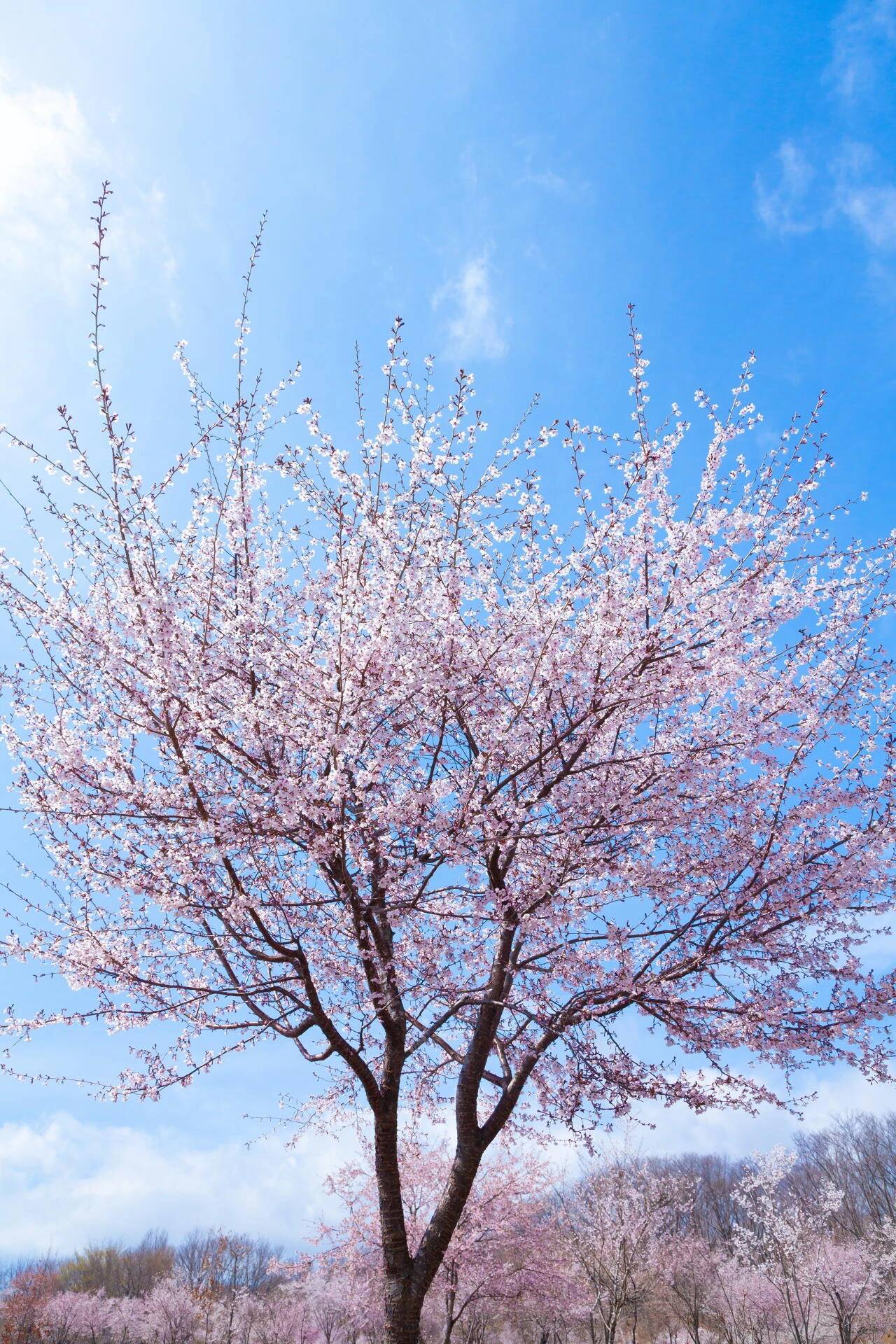 PRUNUS incisa