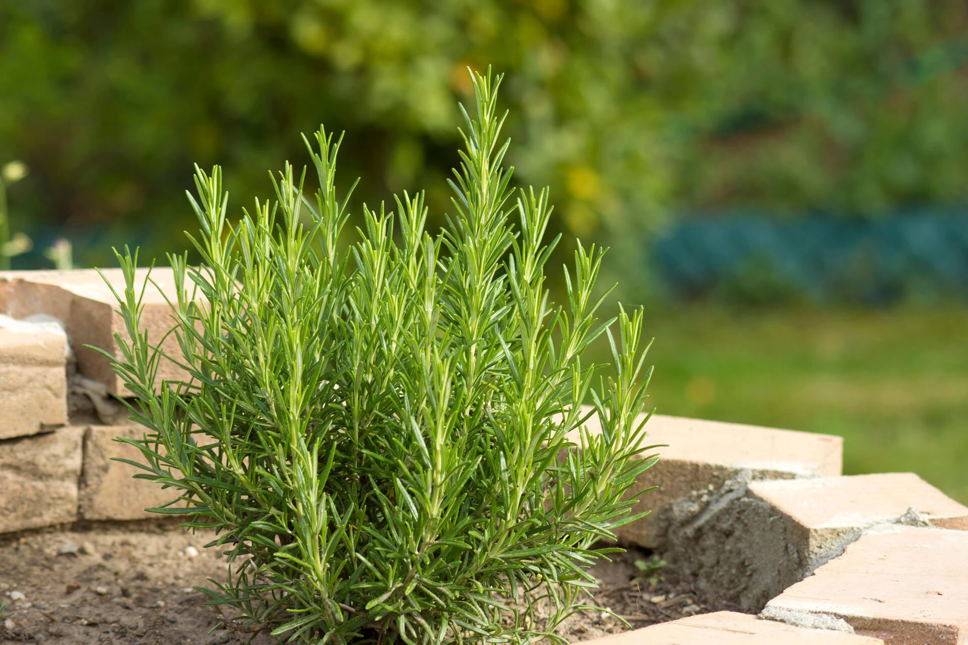 ROSMARINUS officinalis