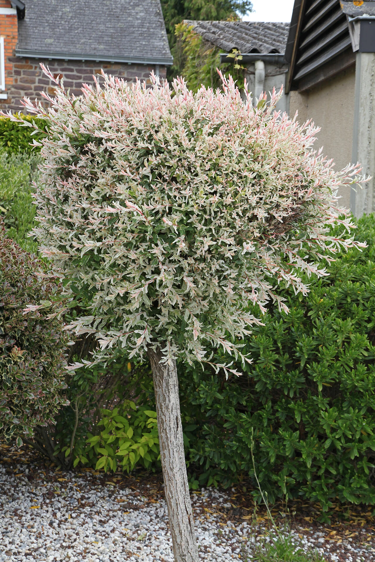 SALIX integra