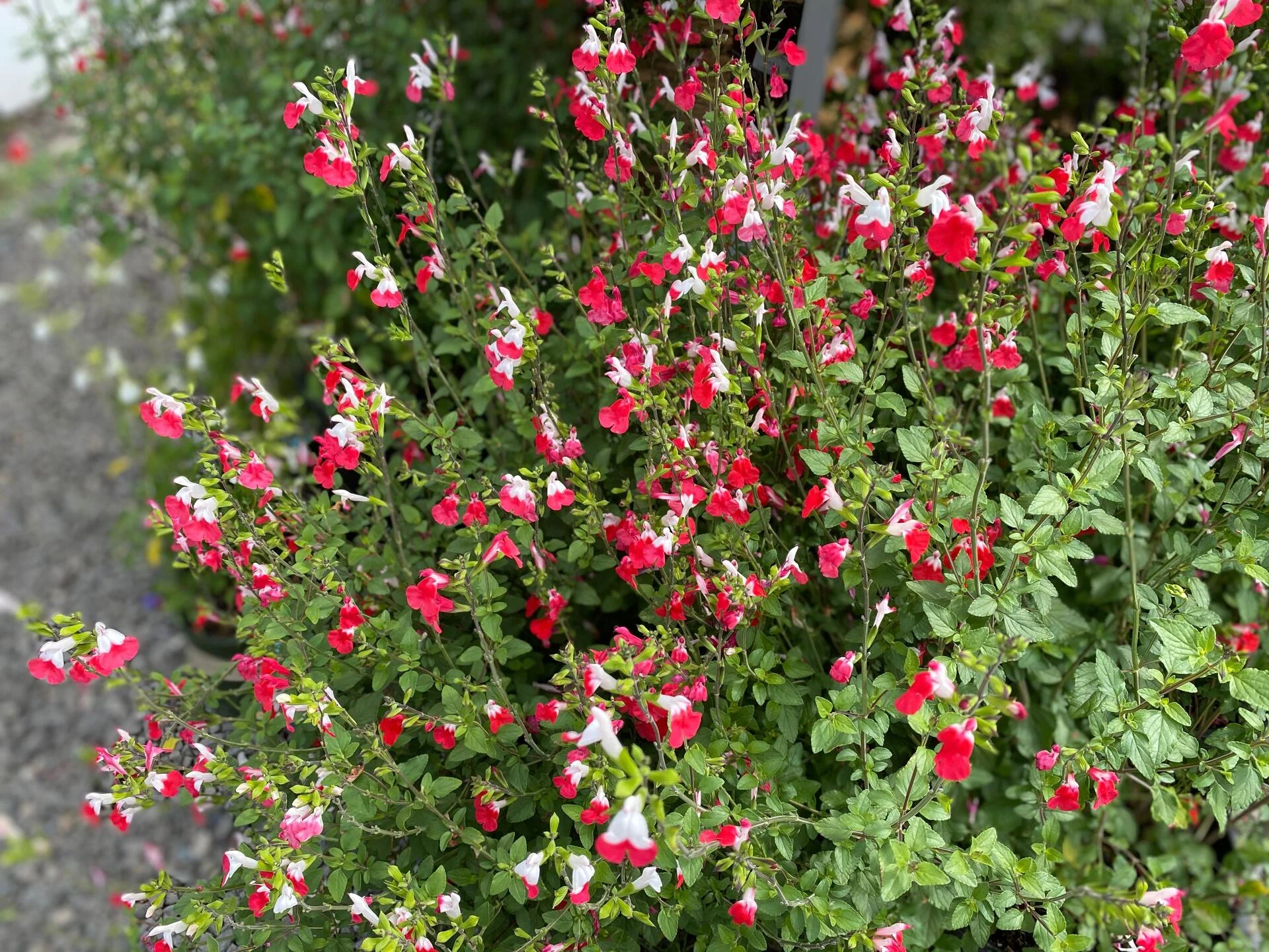 SALVIA microphylla  ‘Hot Lips’