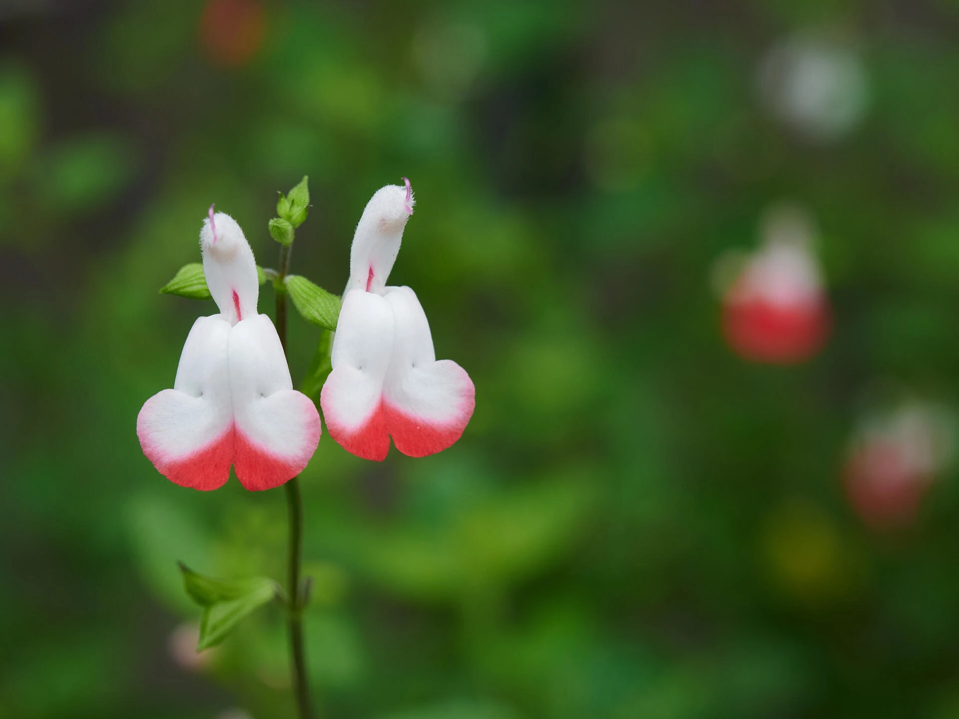 SALVIA microphylla  ‘Hot Lips’