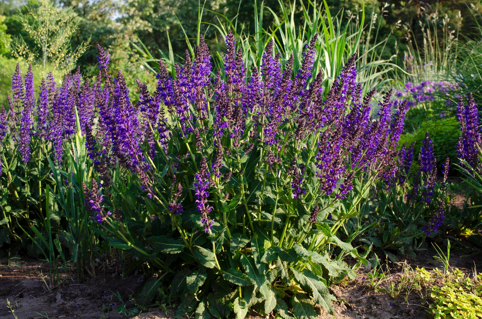 SALVIA nemorosa