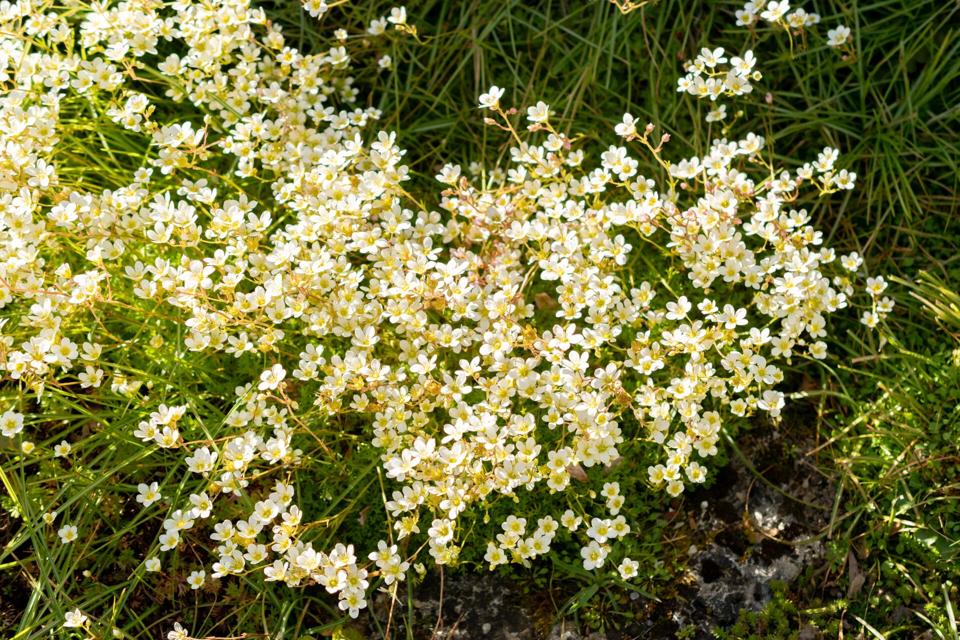 SAXIFRAGA decipiens