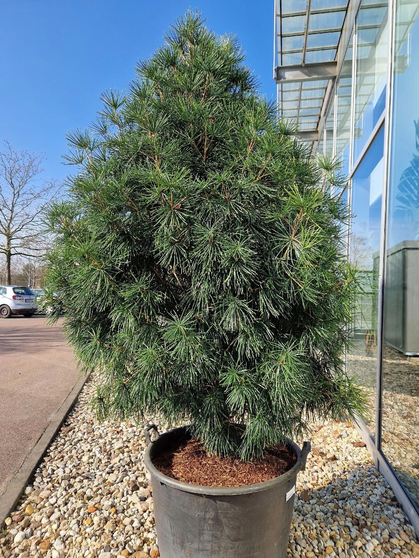 SCIADOPITYS verticillata