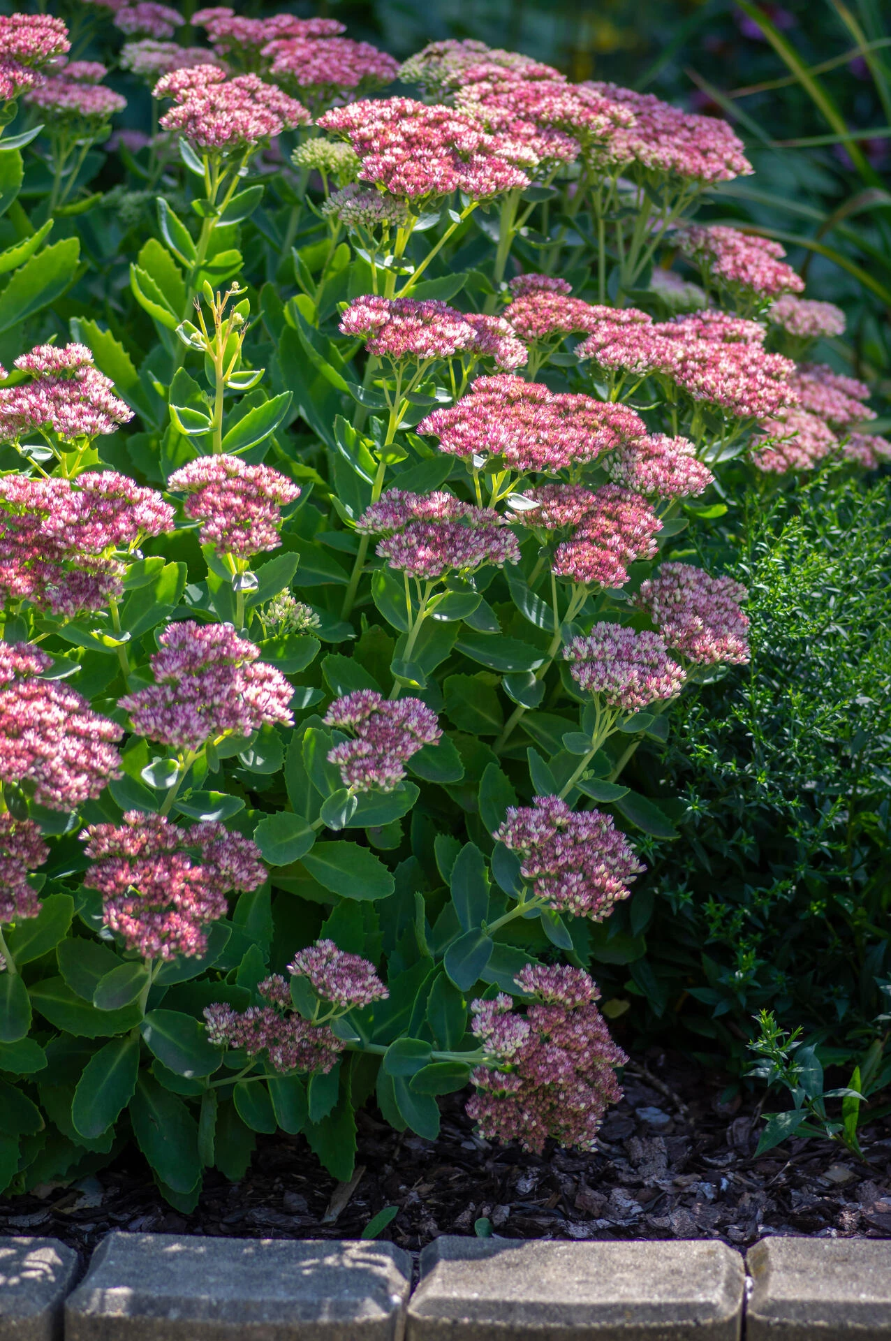 SEDUM ‘Red canyon’