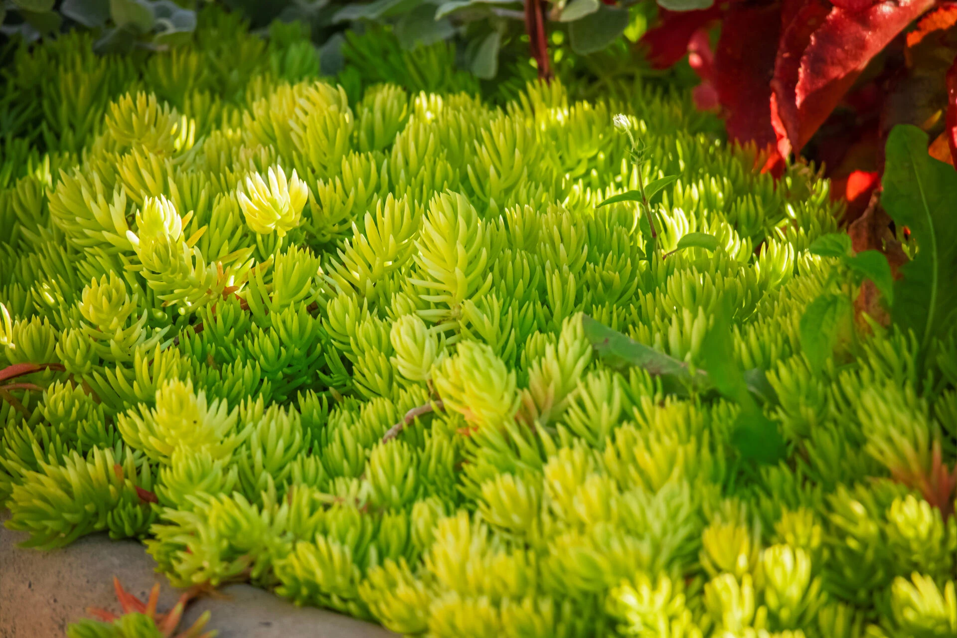 SEDUM rupestre angelina