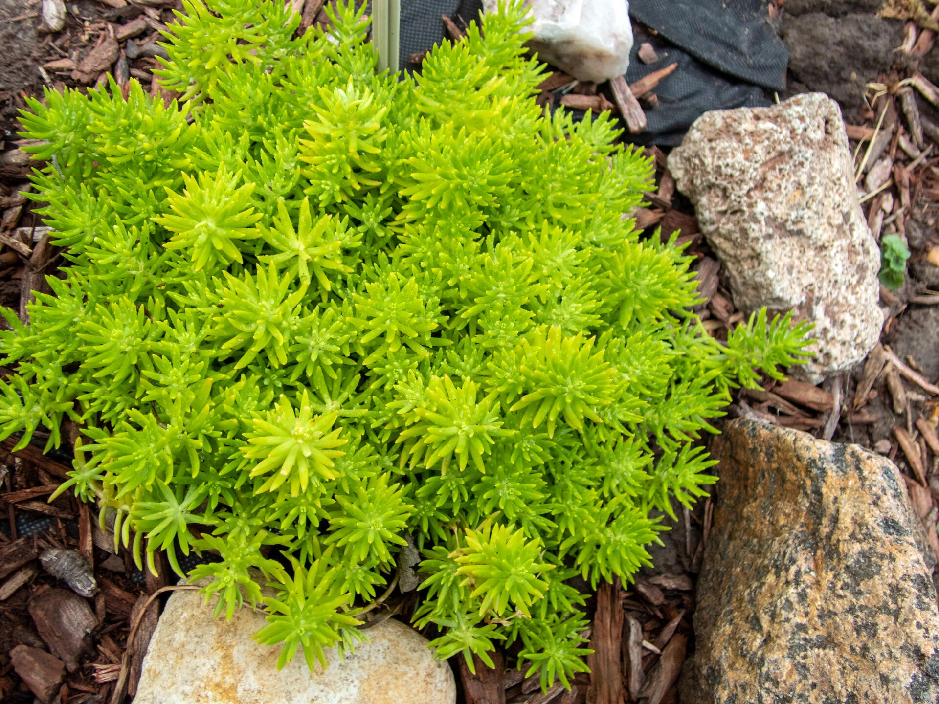 SEDUM rupestre ‘Lemon Ball’