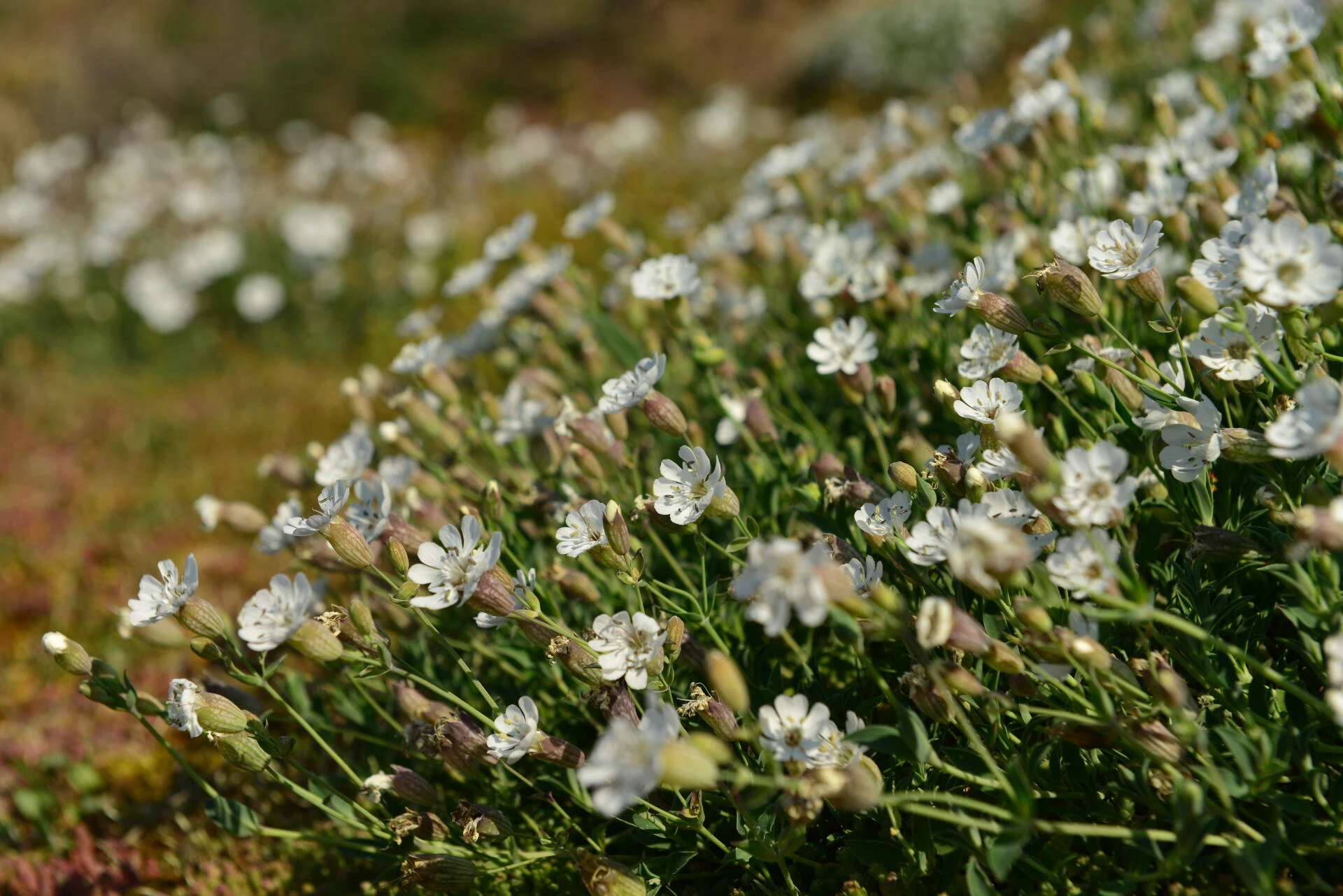 SILENE maritima