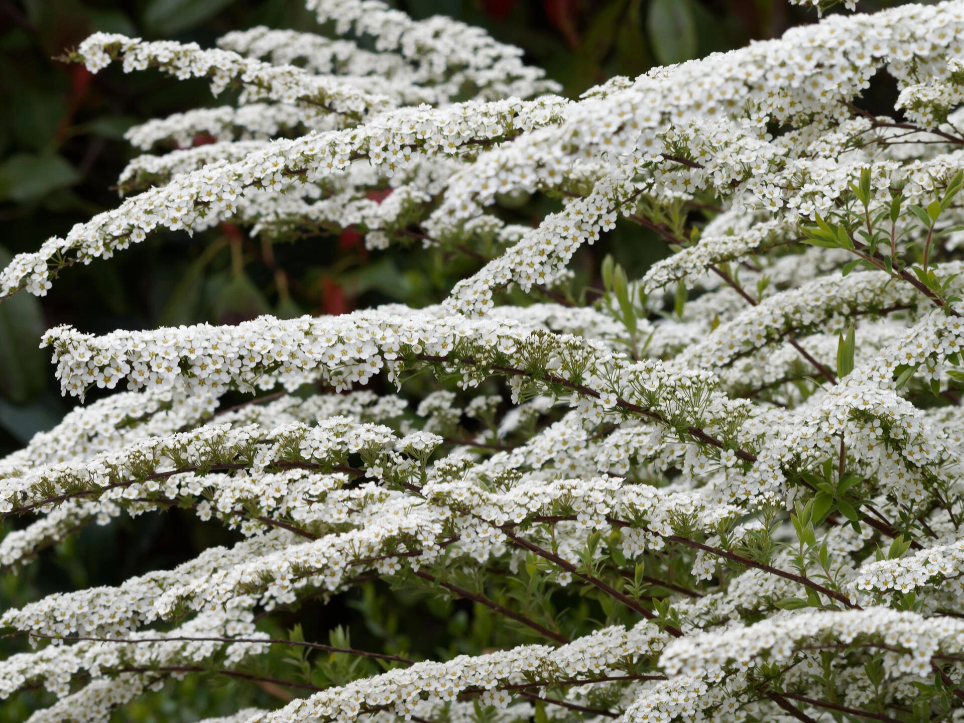 SPIRAEA x arguta