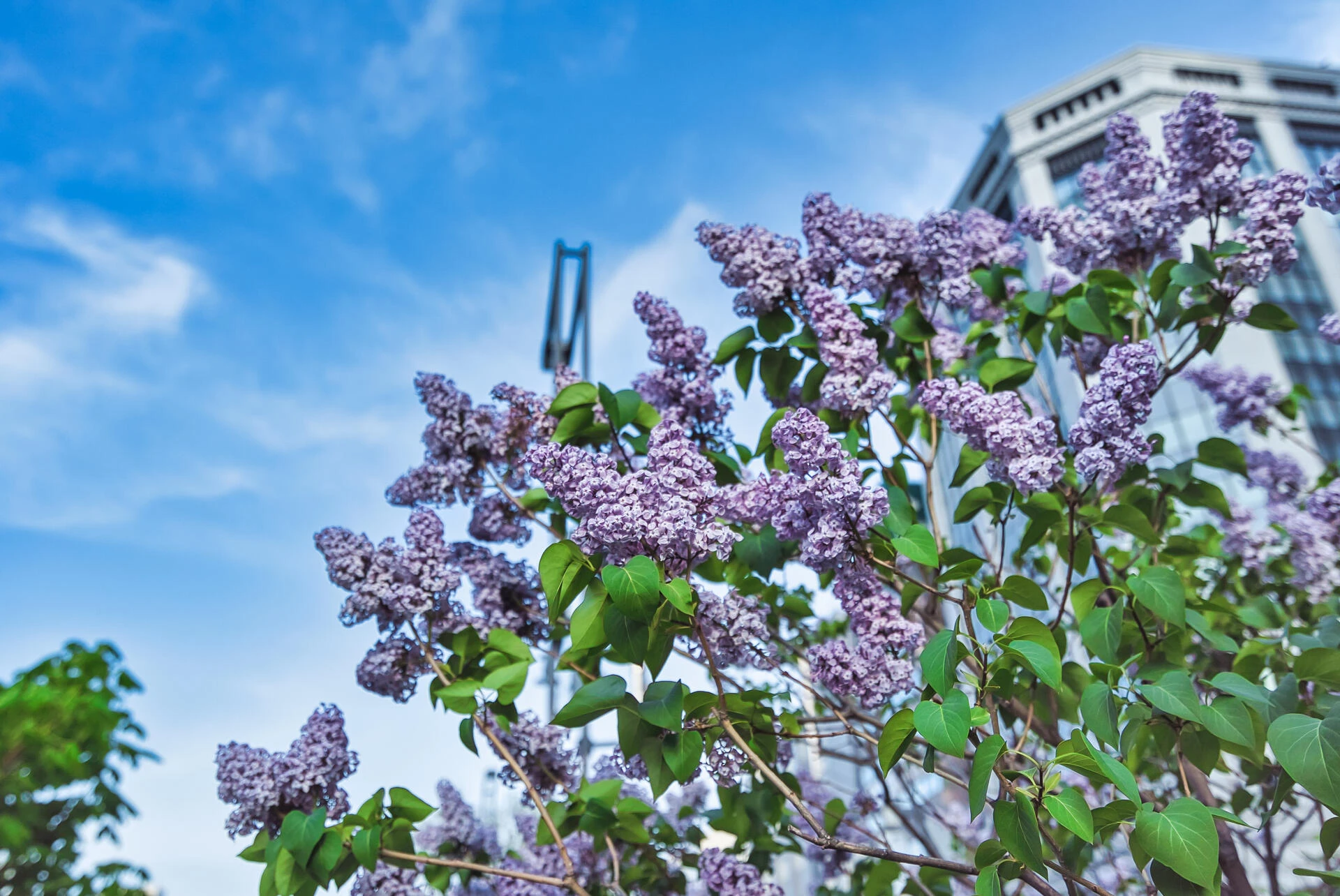 SYRINGA vulgaris Katherine Havemeyer'