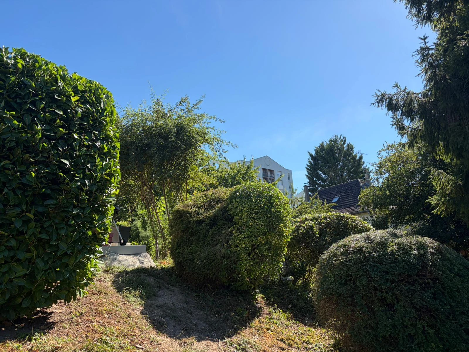 Taille d'arbres et d'arbustes