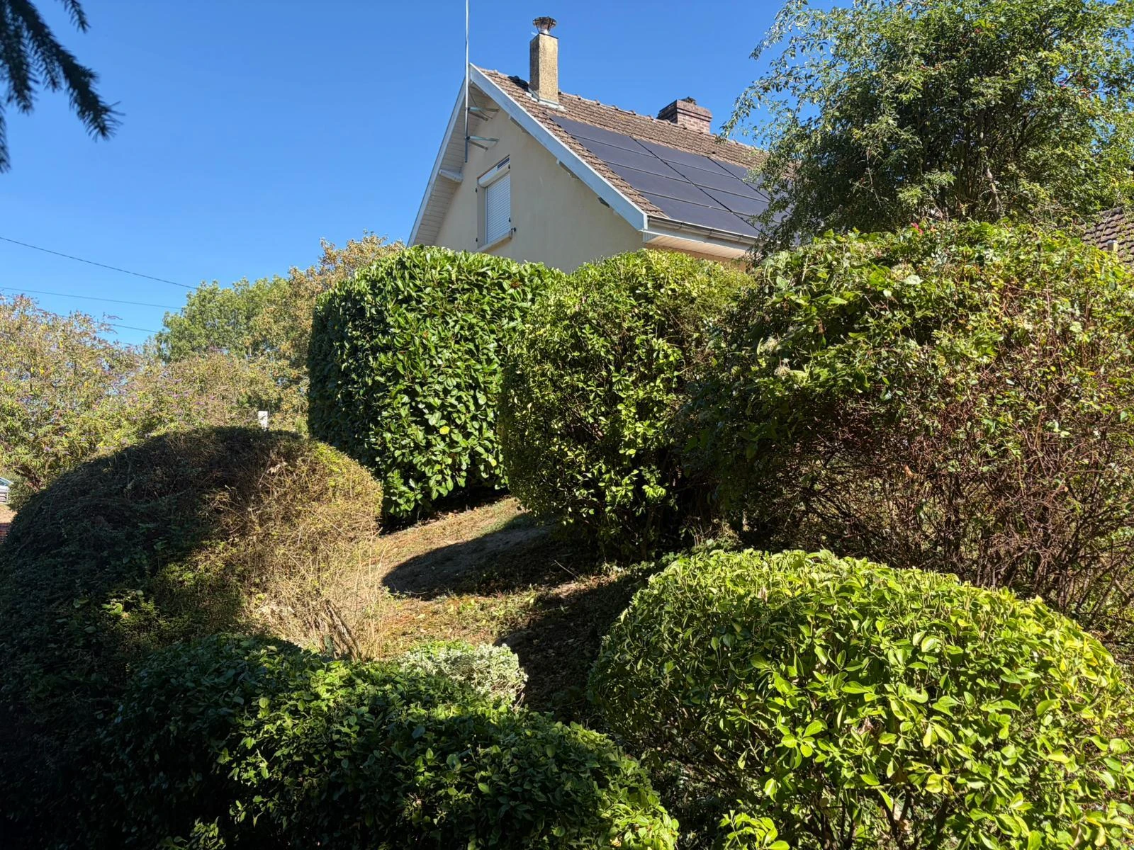 Taille d'arbres et d'arbustes